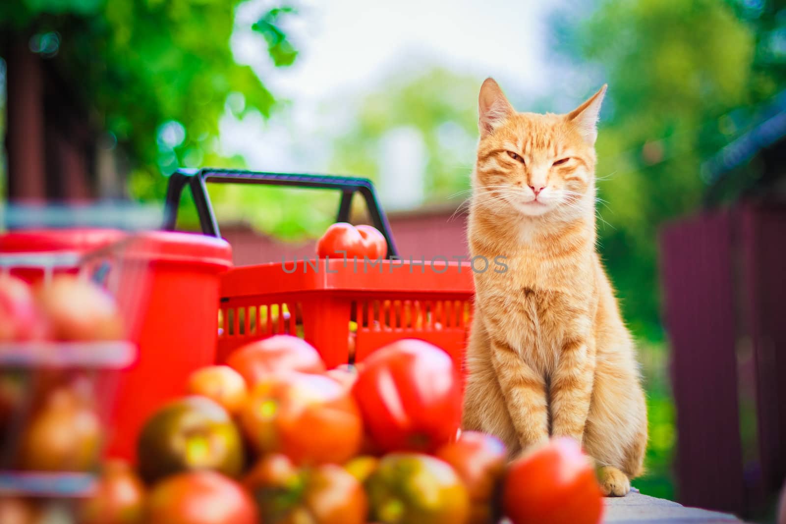 Red fluffy cat with fresh tomatos by ryhor