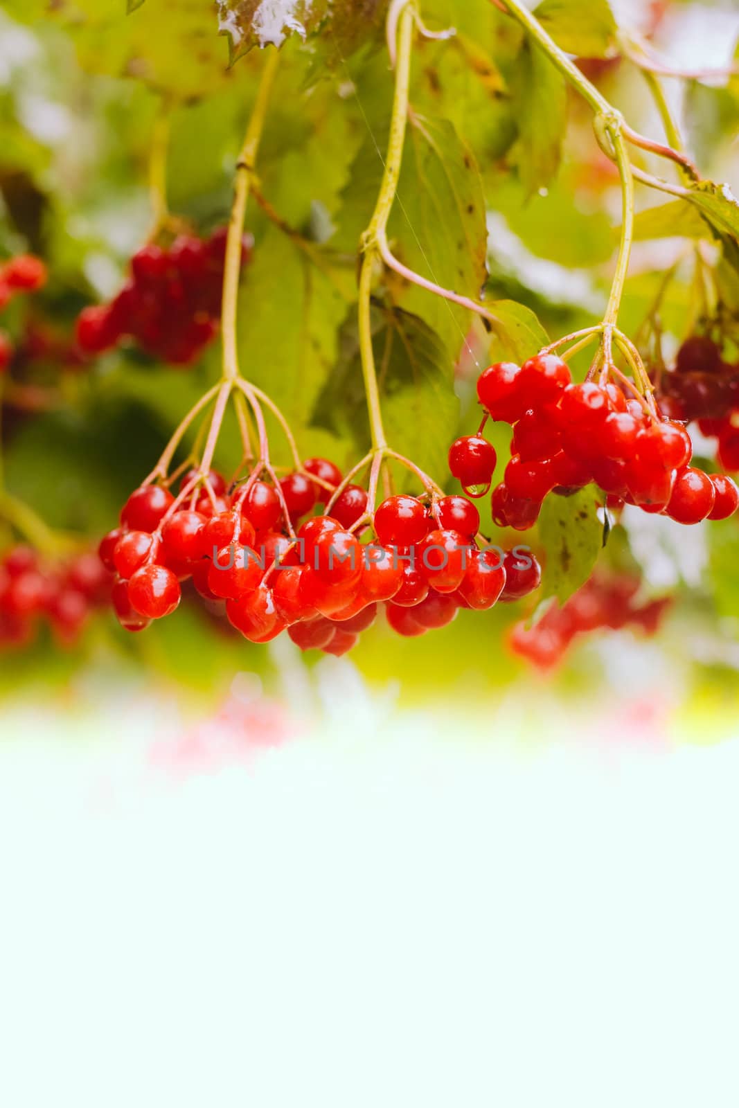 Berries red viburnum, autumnal background