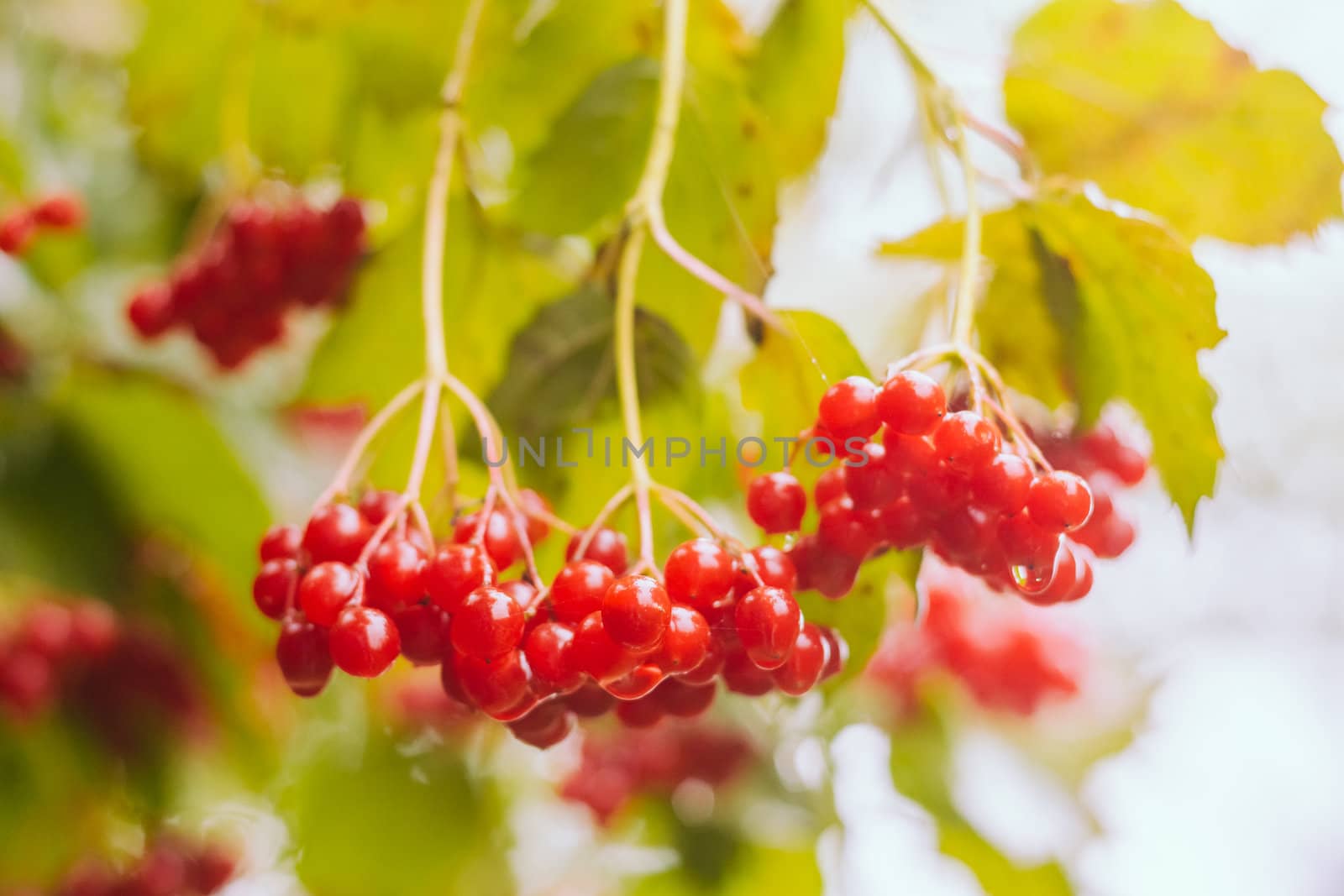 Red Viburnum berries in the tree by ryhor