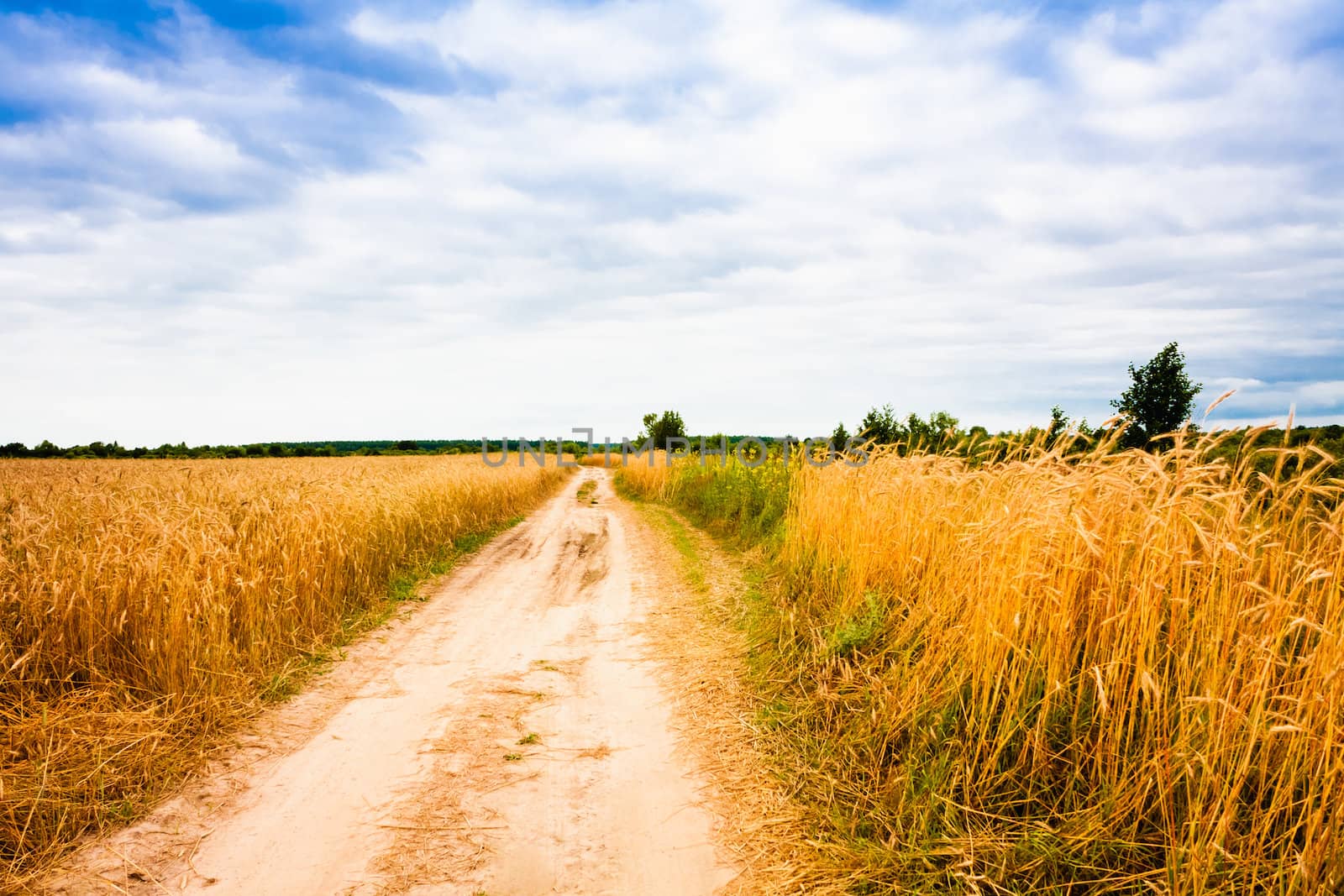Rural Countryside Road Through Fields With Wheat by ryhor