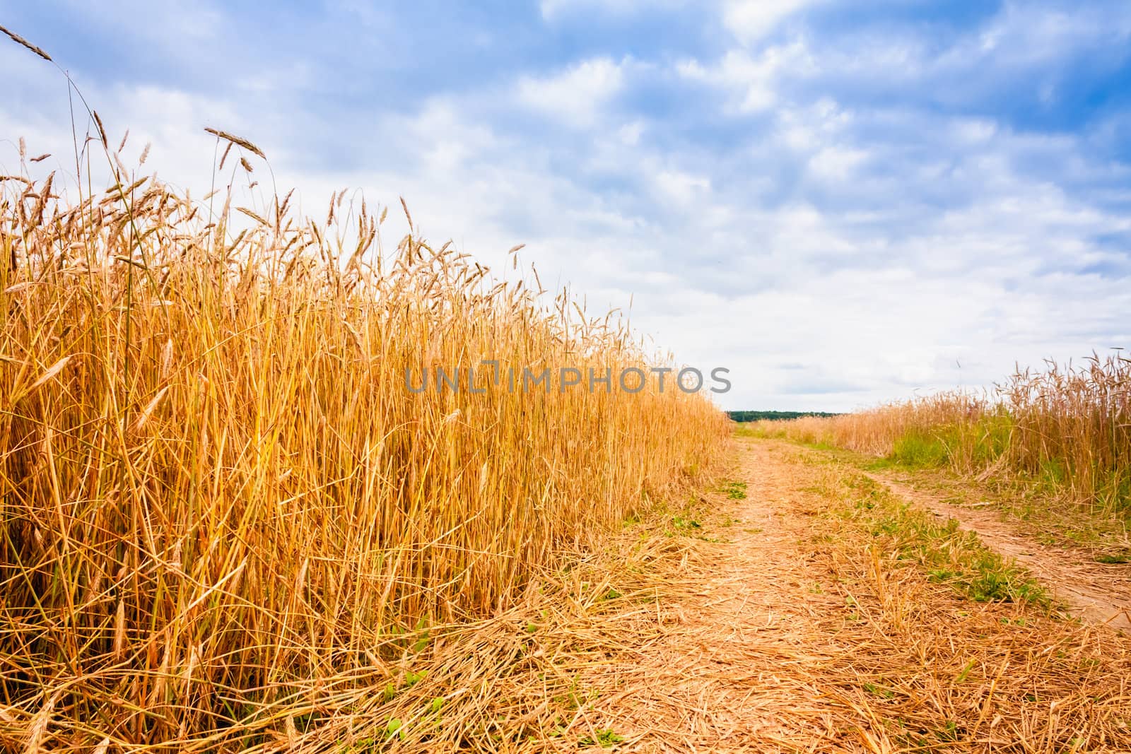 Rural Countryside Road Through Fields With Wheat by ryhor