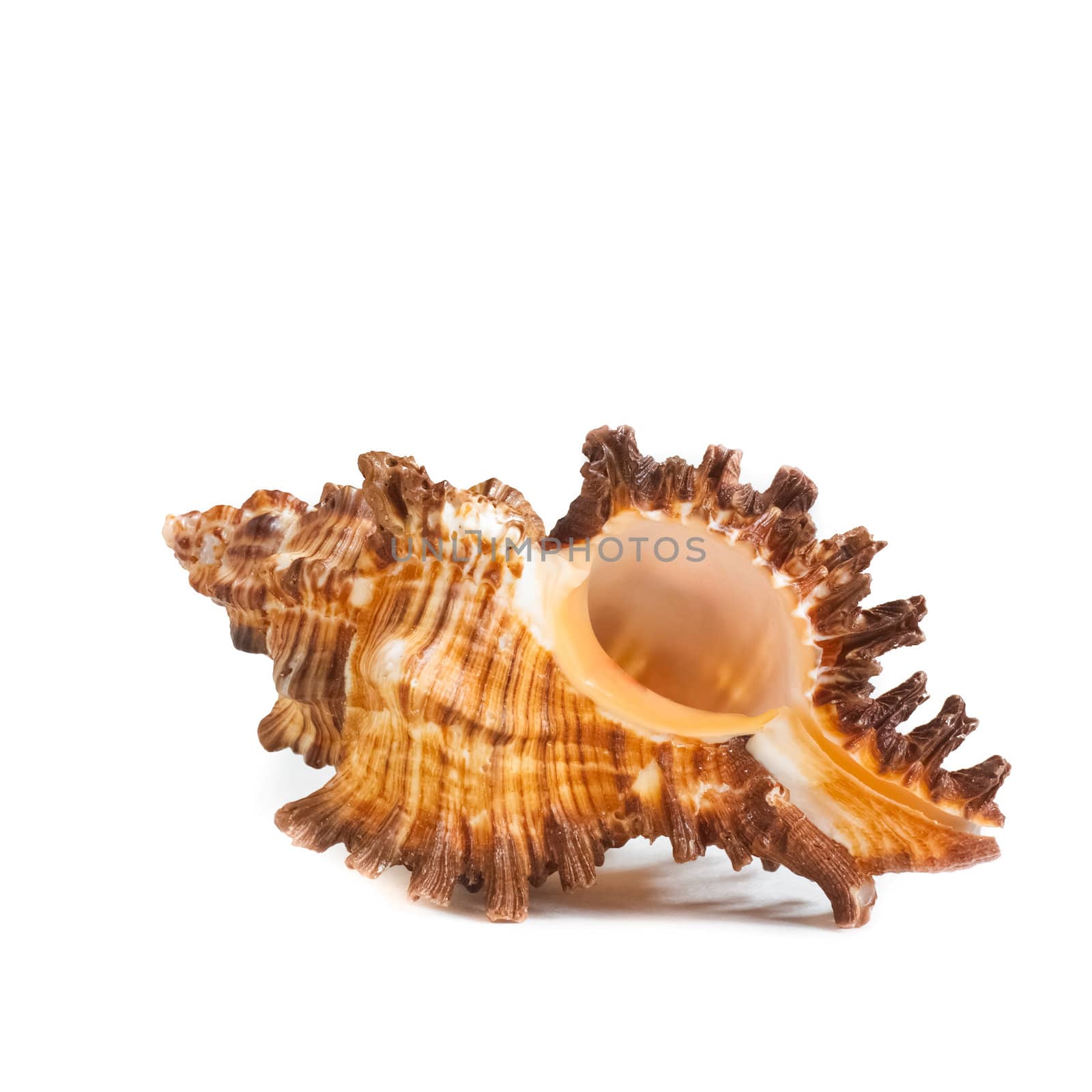 Seashell. Sea Cockleshell by ryhor