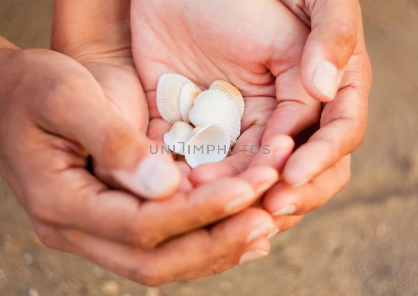 Male and female hands holding seashells.