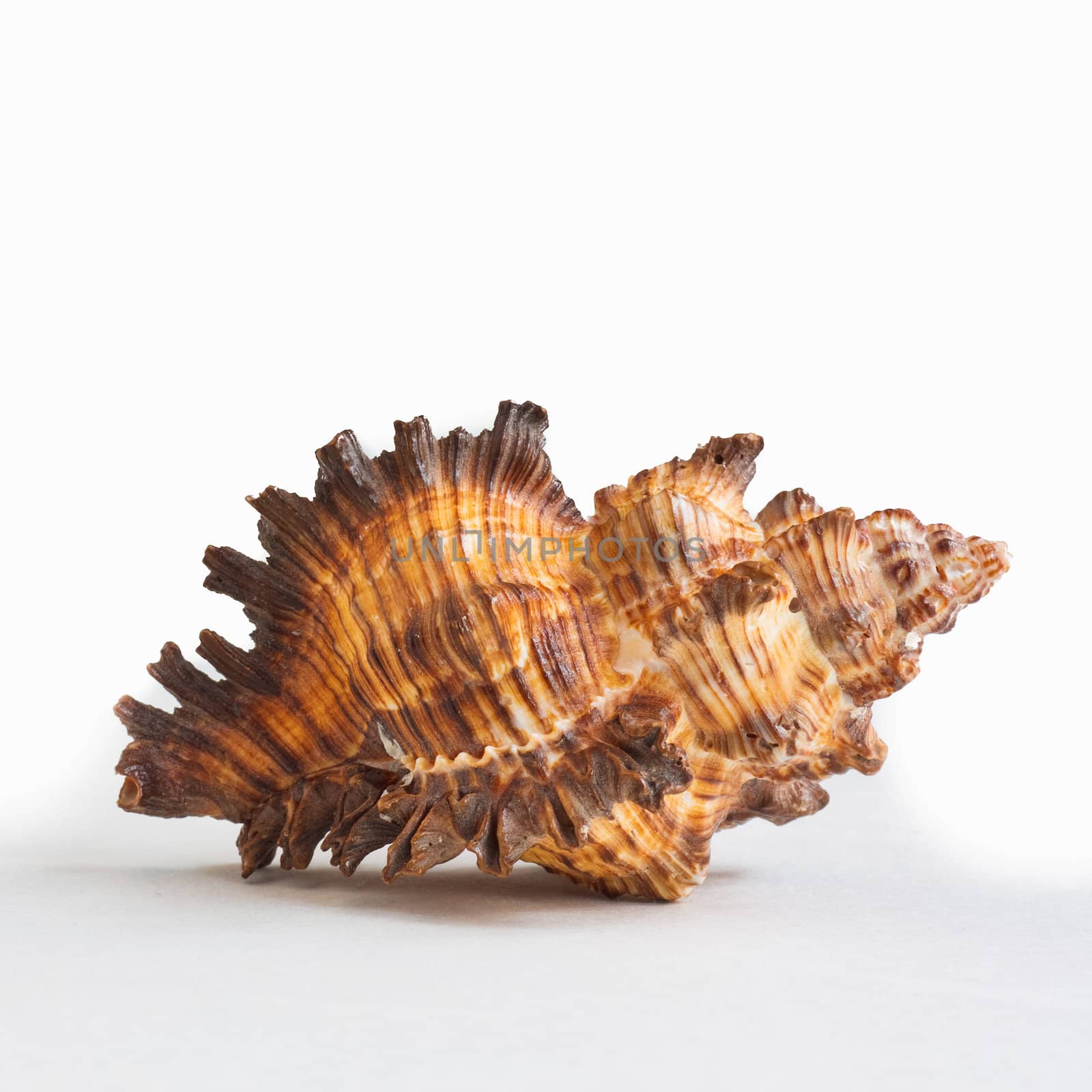 Seashell. Sea Cockleshell by ryhor