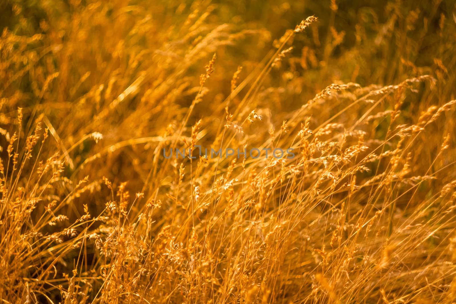 Summer Grass On Meadow by ryhor