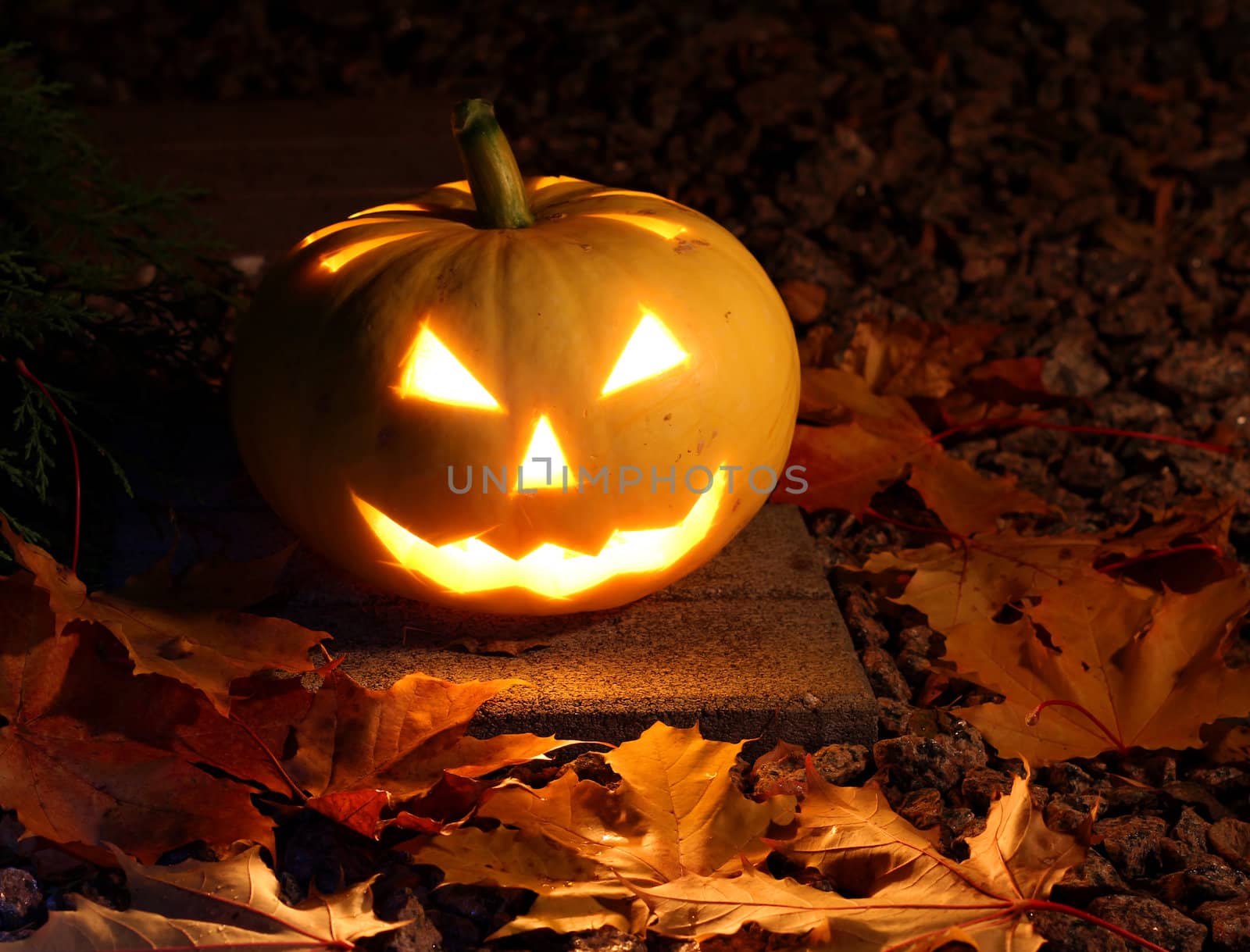 Halloween pumpkin in dark garden by anterovium