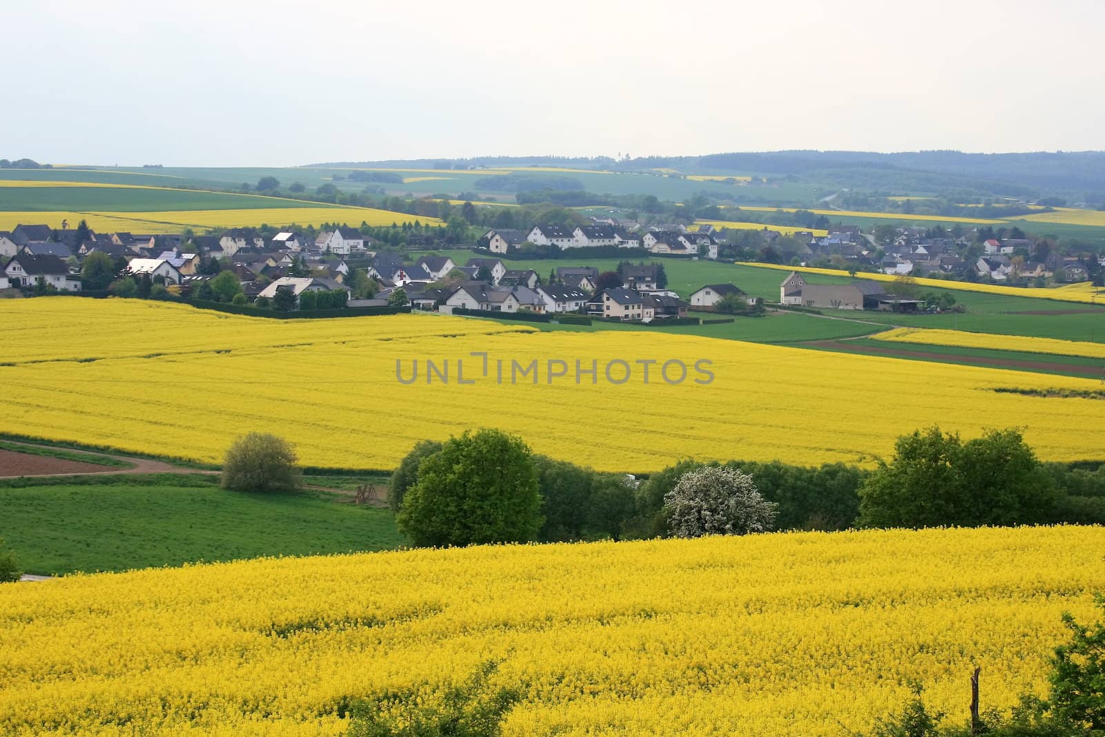 Yellow flowering canola field with village in background