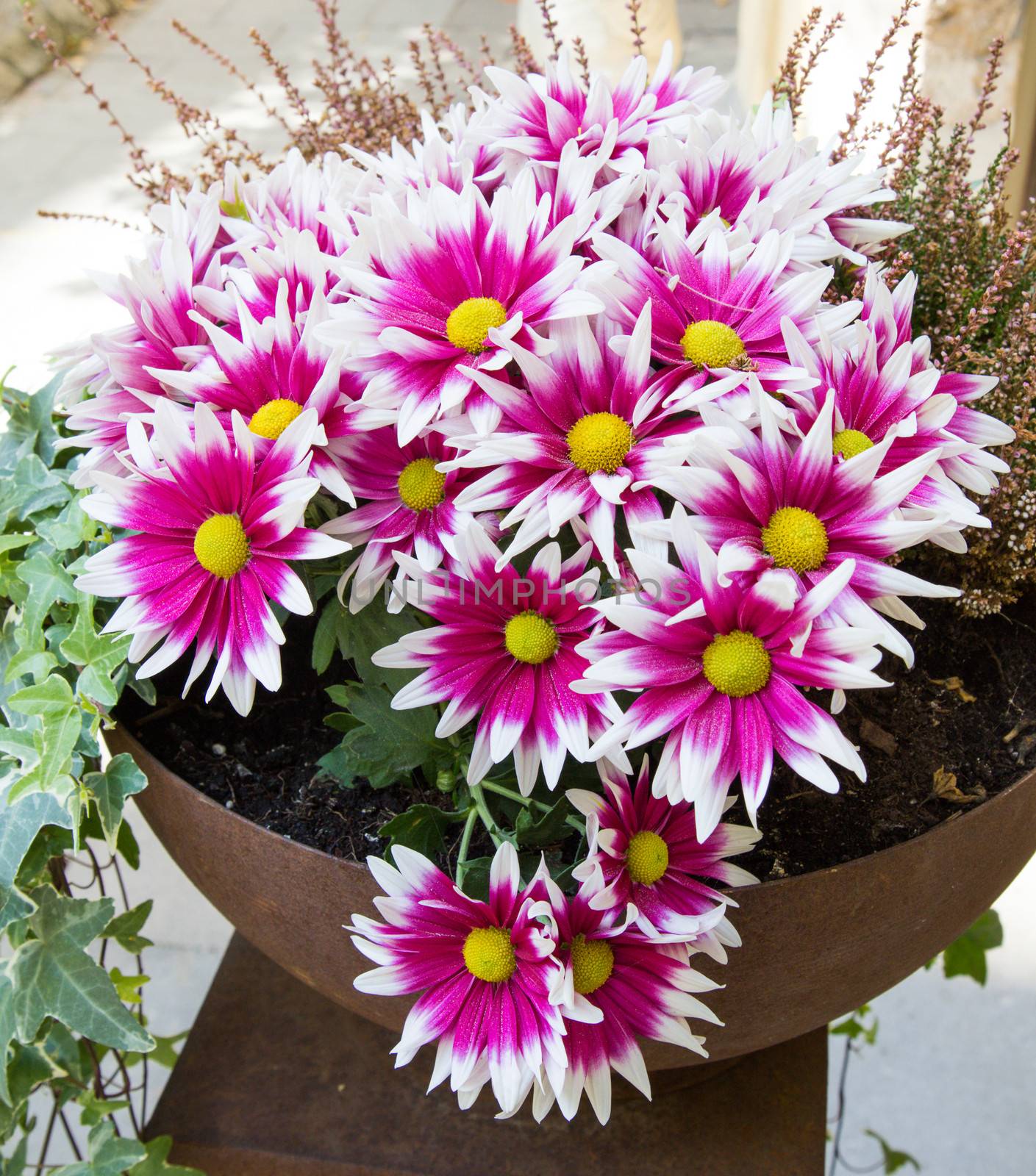 Pink chrysanthemums in a pot by Brigida_Soriano