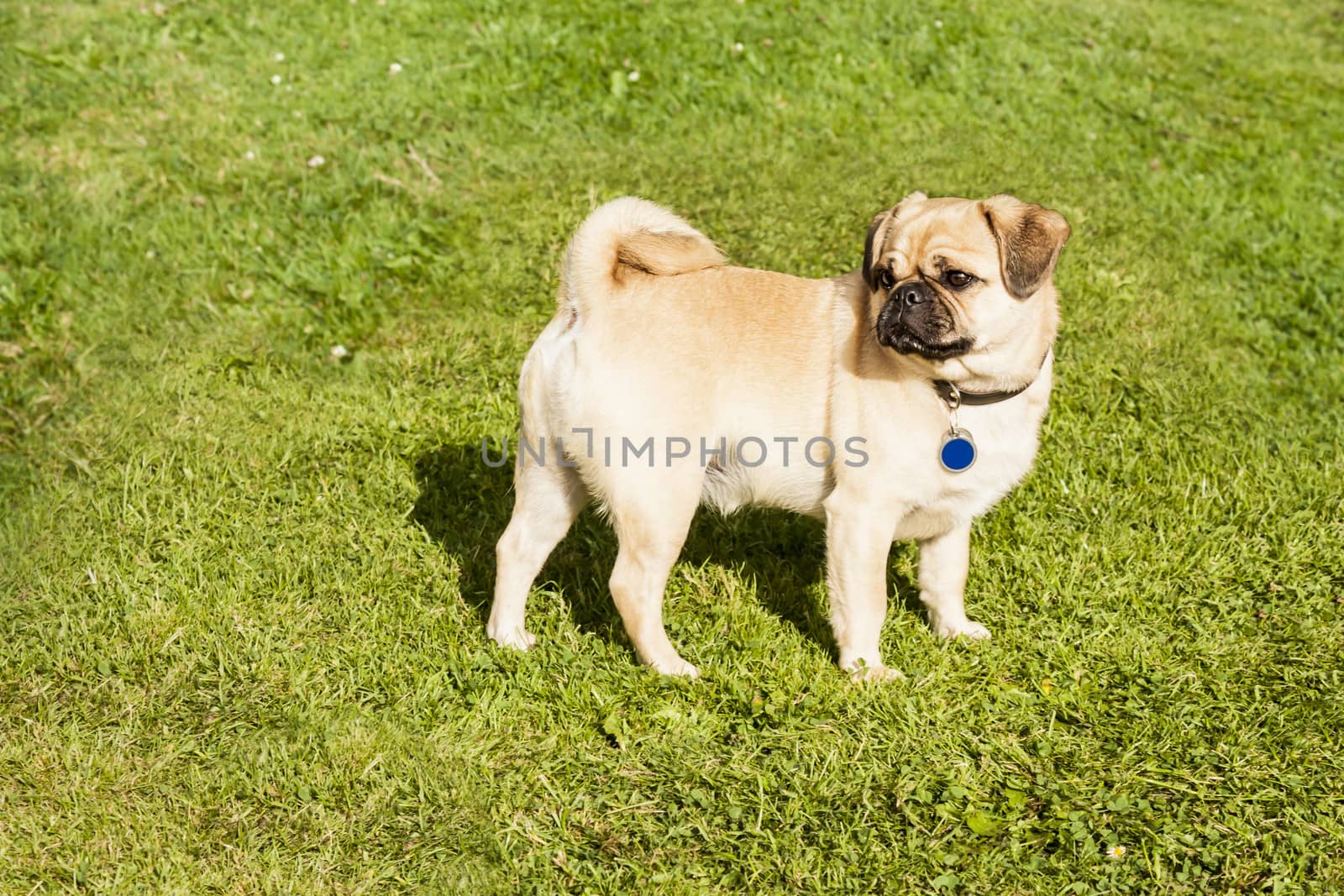 Dog Pug on green grass in a park by Tetyana