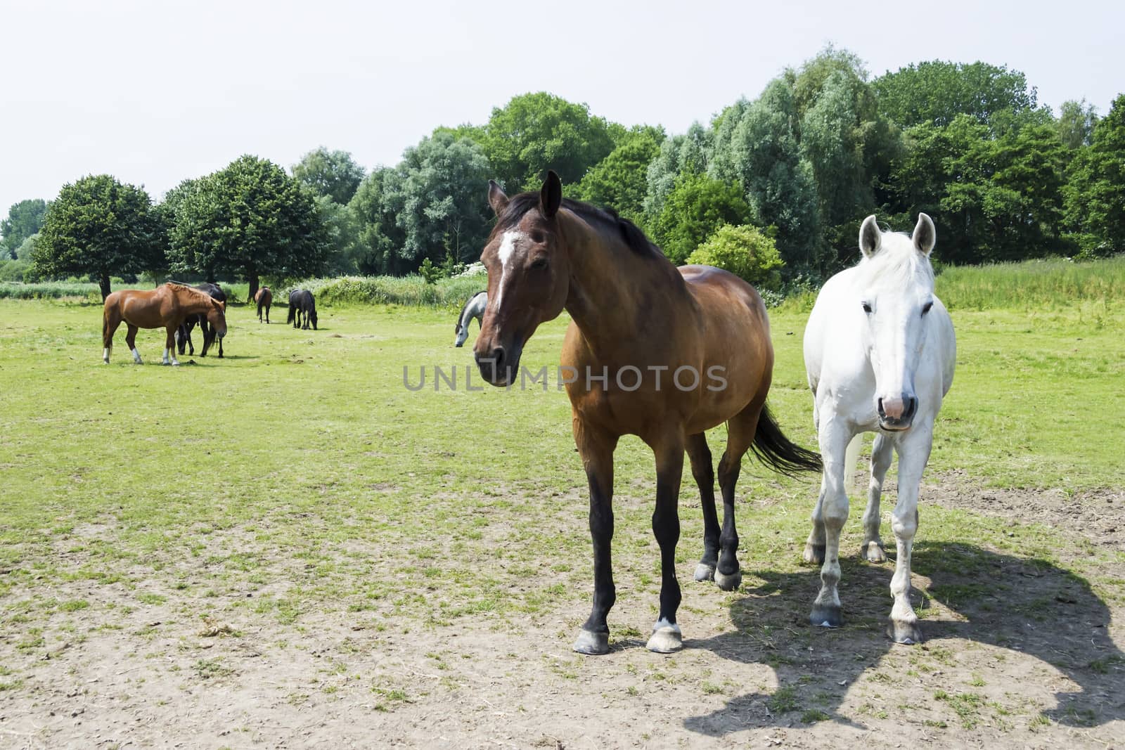 herd of horses