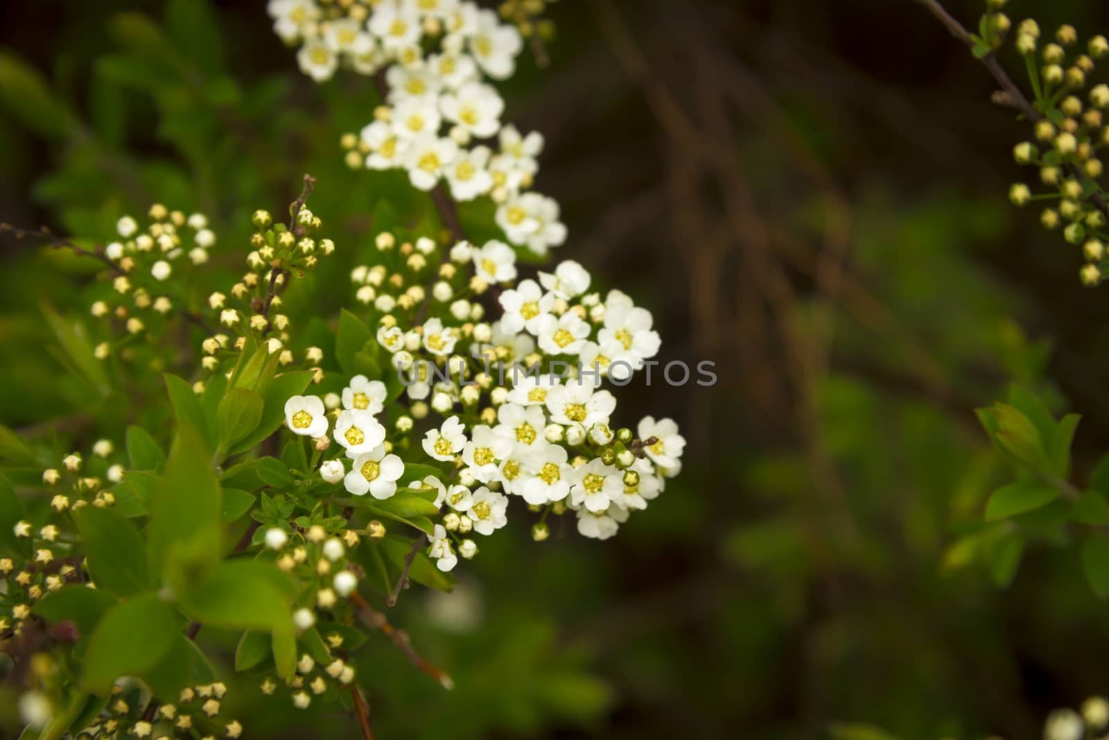 white and yellow flowers against green bush background by Tetyana