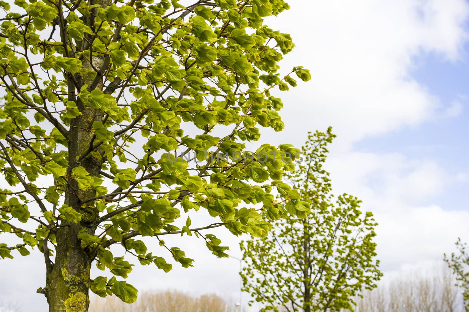 Trees in windy weather by Tetyana