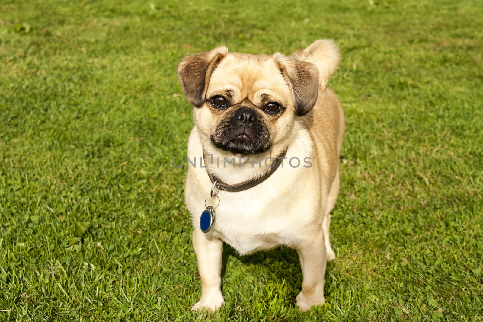 Dog Pug on green grass in a park by Tetyana