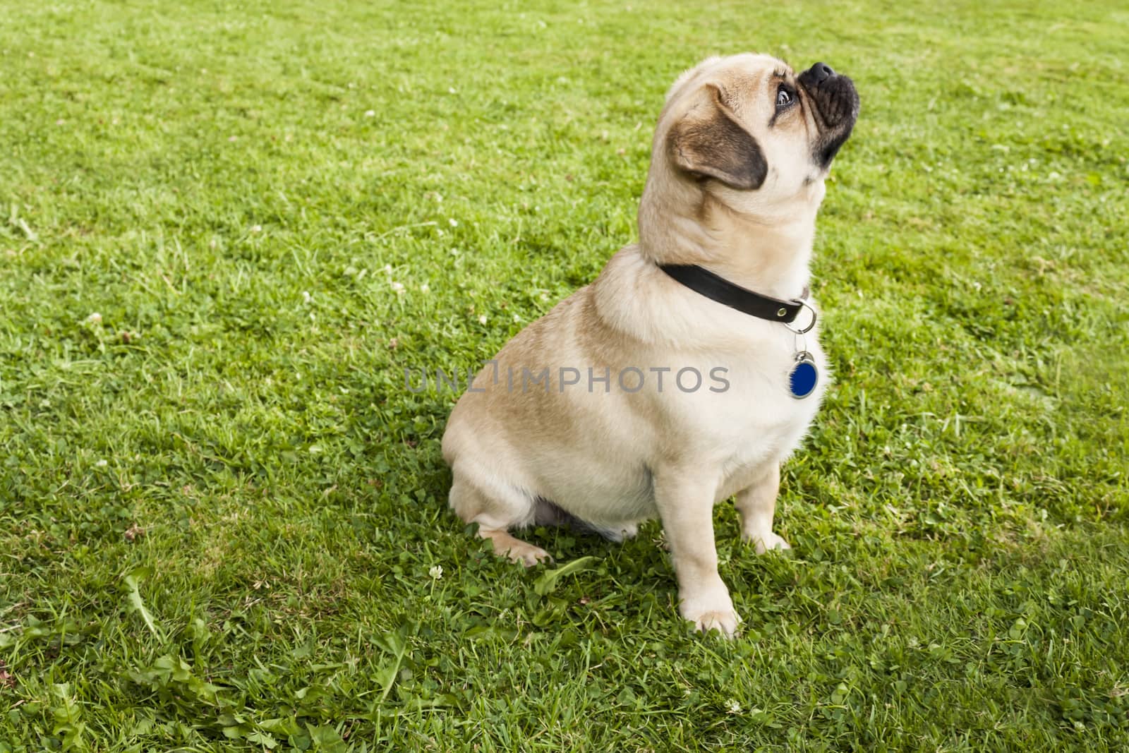 Dog Pug on green grass in a park by Tetyana