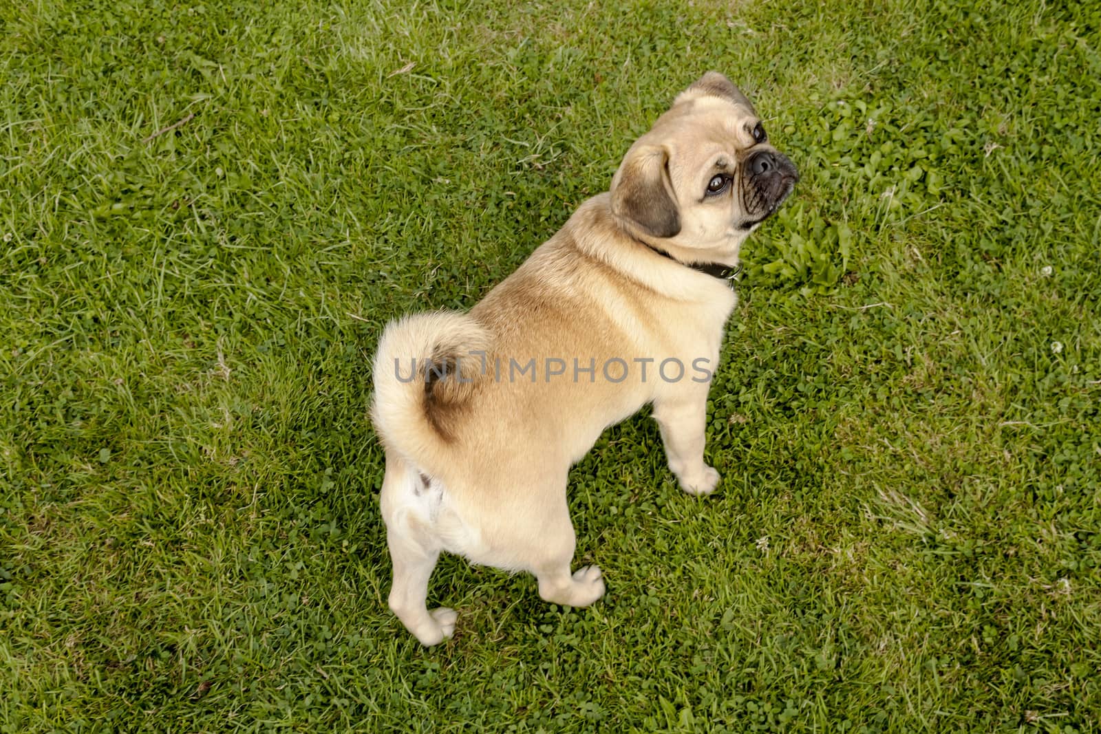 Dog Pug on green grass in a park by Tetyana