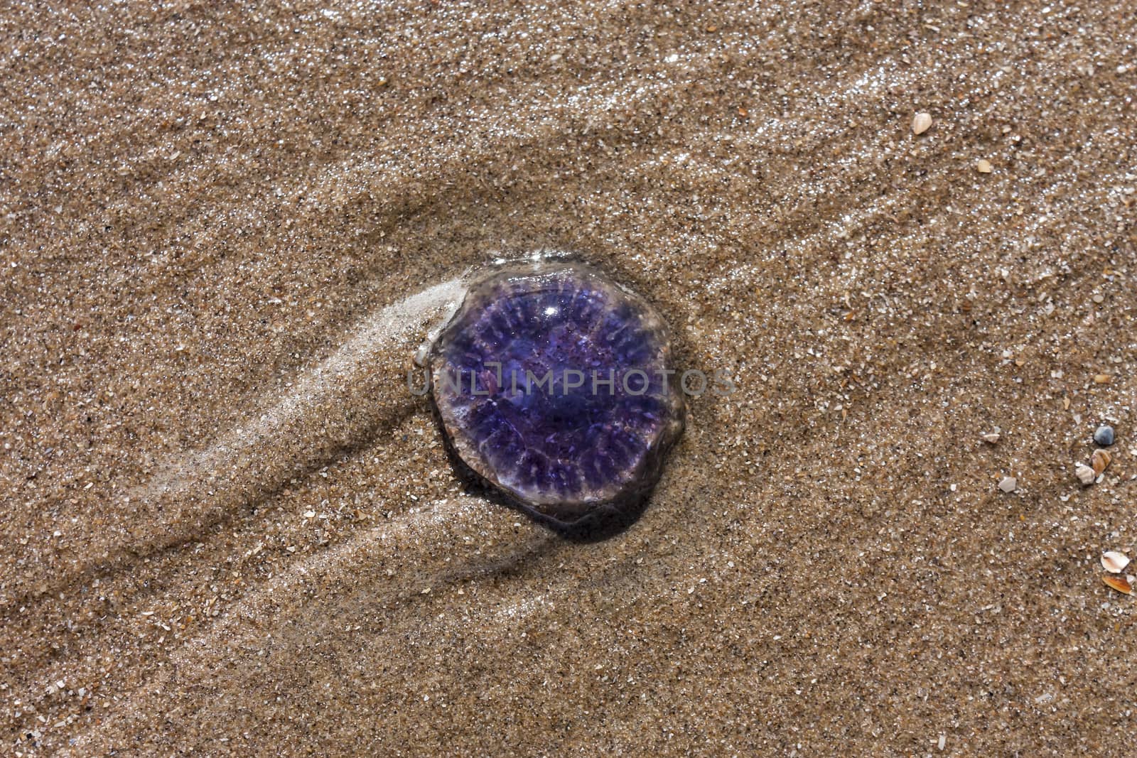 blue jellyfish on the sandy beach by Tetyana