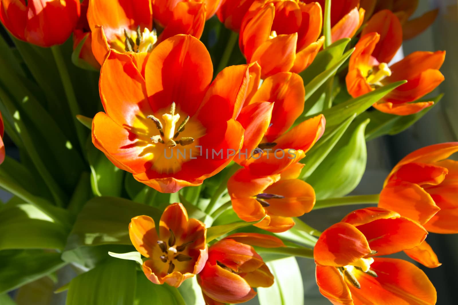 tulips in sunlight