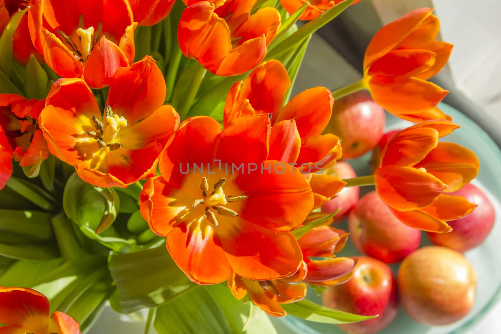 tulips in sunlight