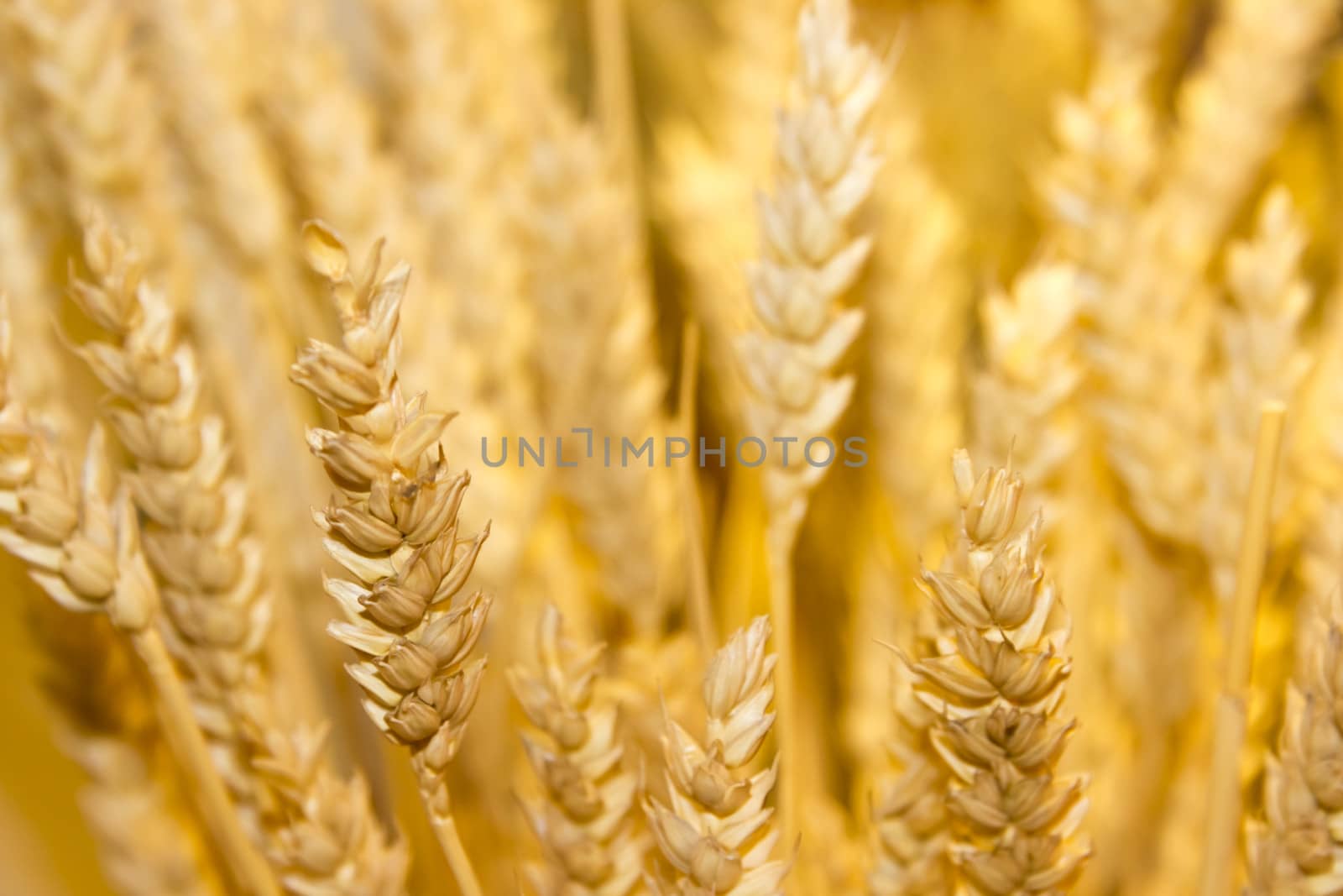 gold wheat ears background by Tetyana