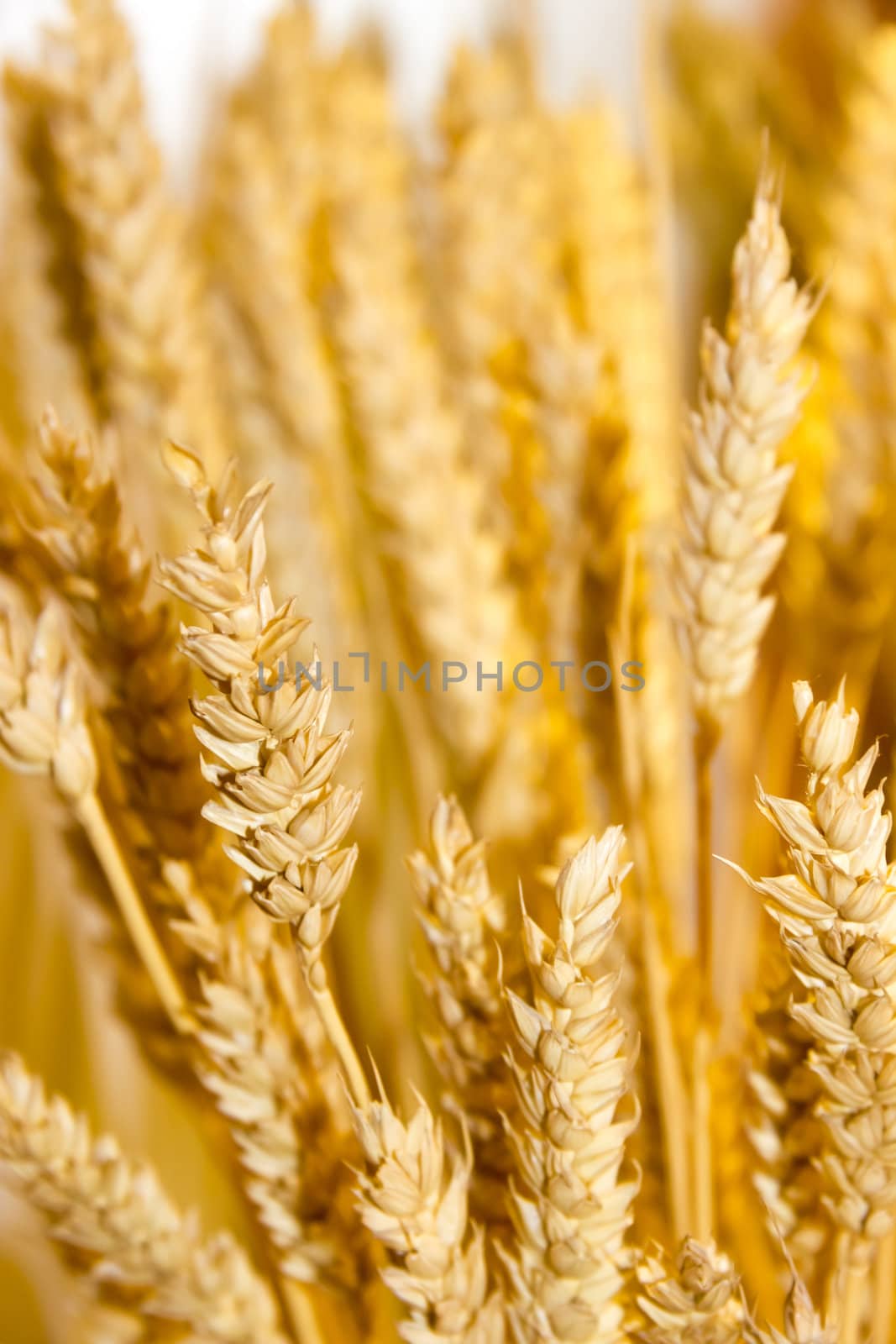 gold wheat ears background