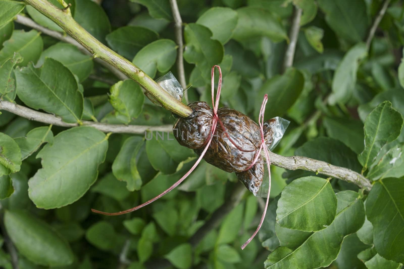 Air layering plant