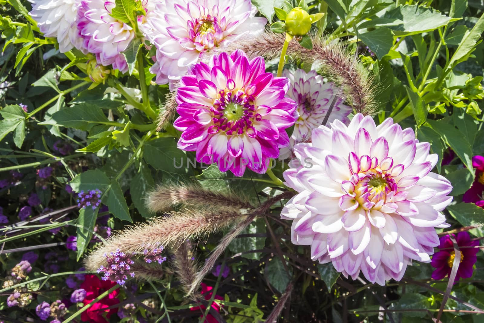 Beautiful colorful flower garden with various flowers