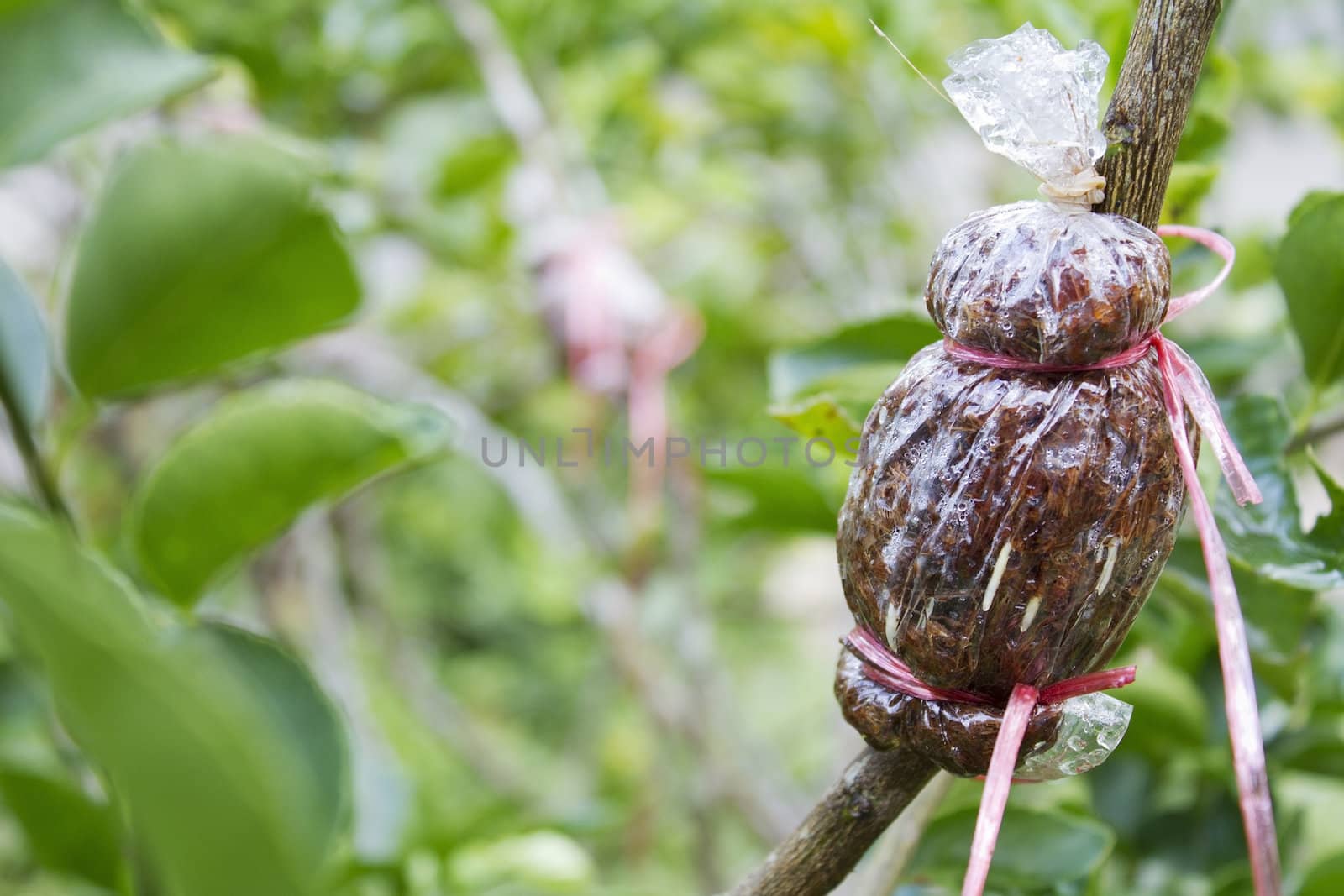 Air layering plant