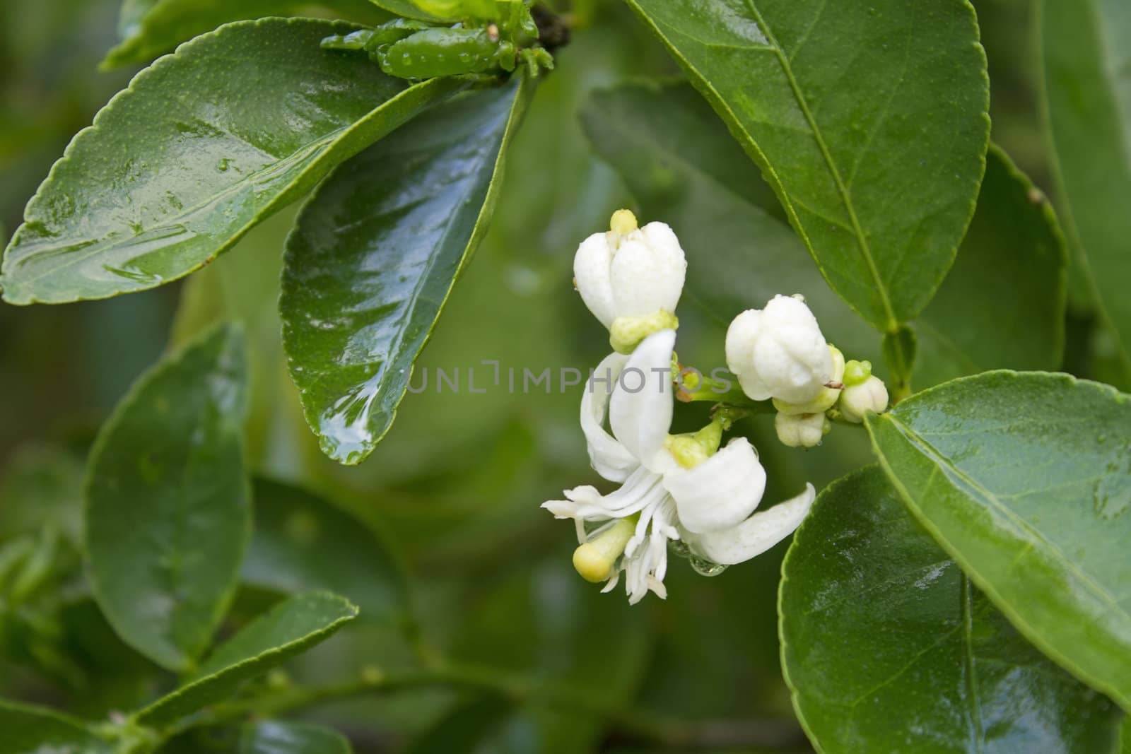 Lime on tree