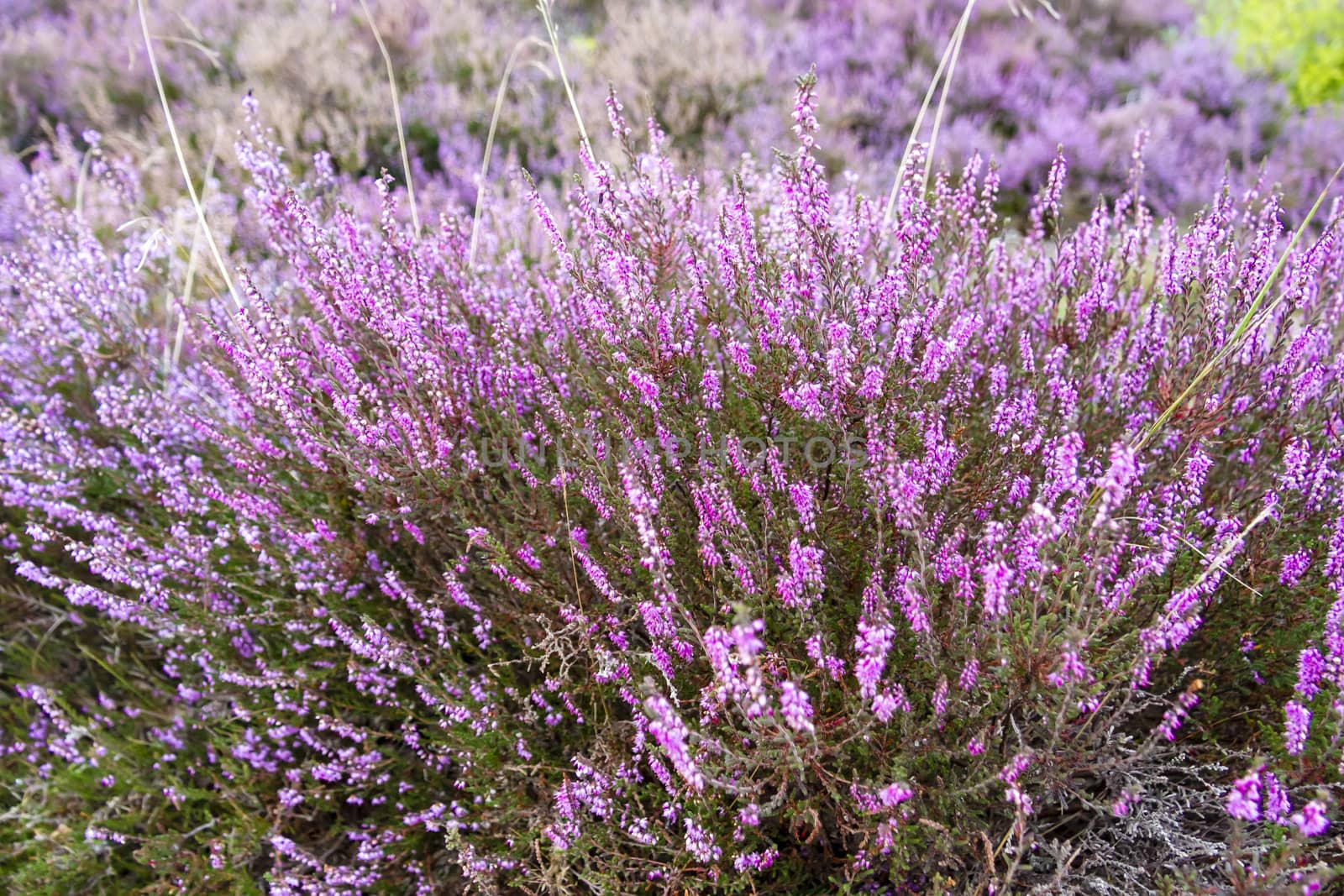 branches of a blossoming heather close up by Tetyana