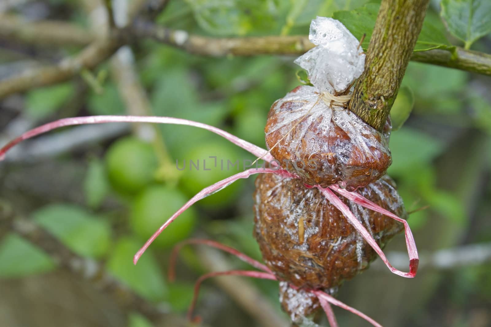 Air layering plant