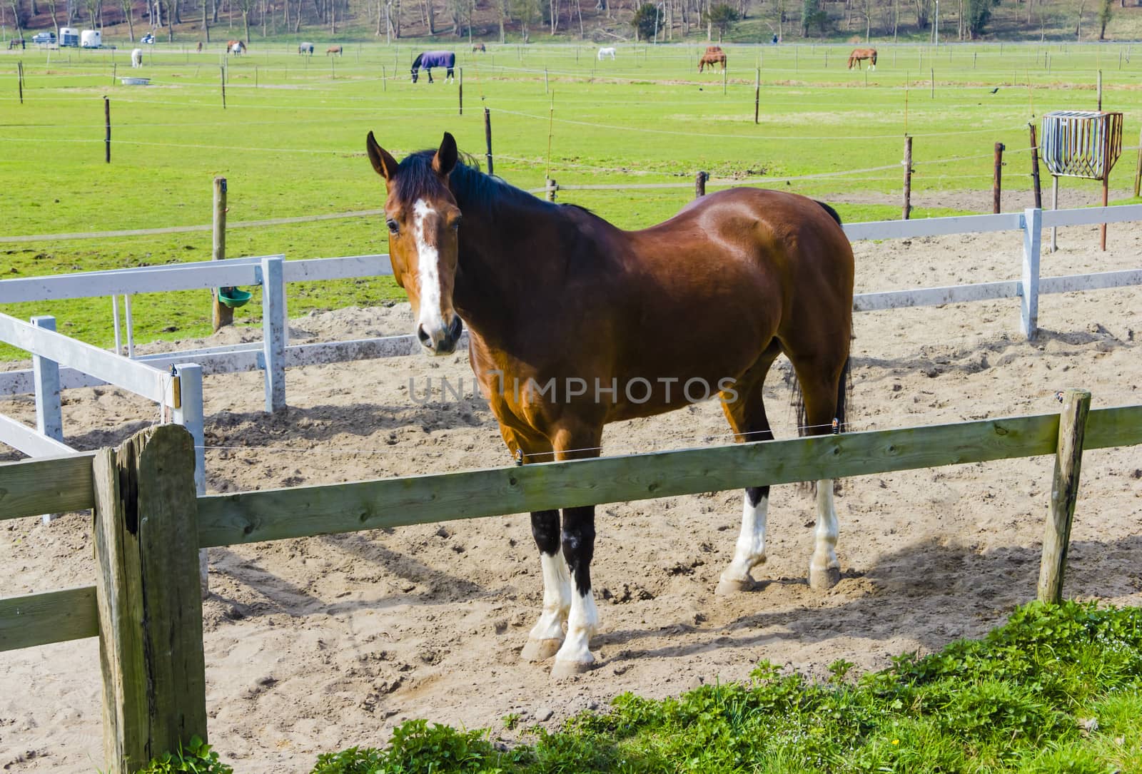 Beautiful bay horse behind a farm fence by Tetyana