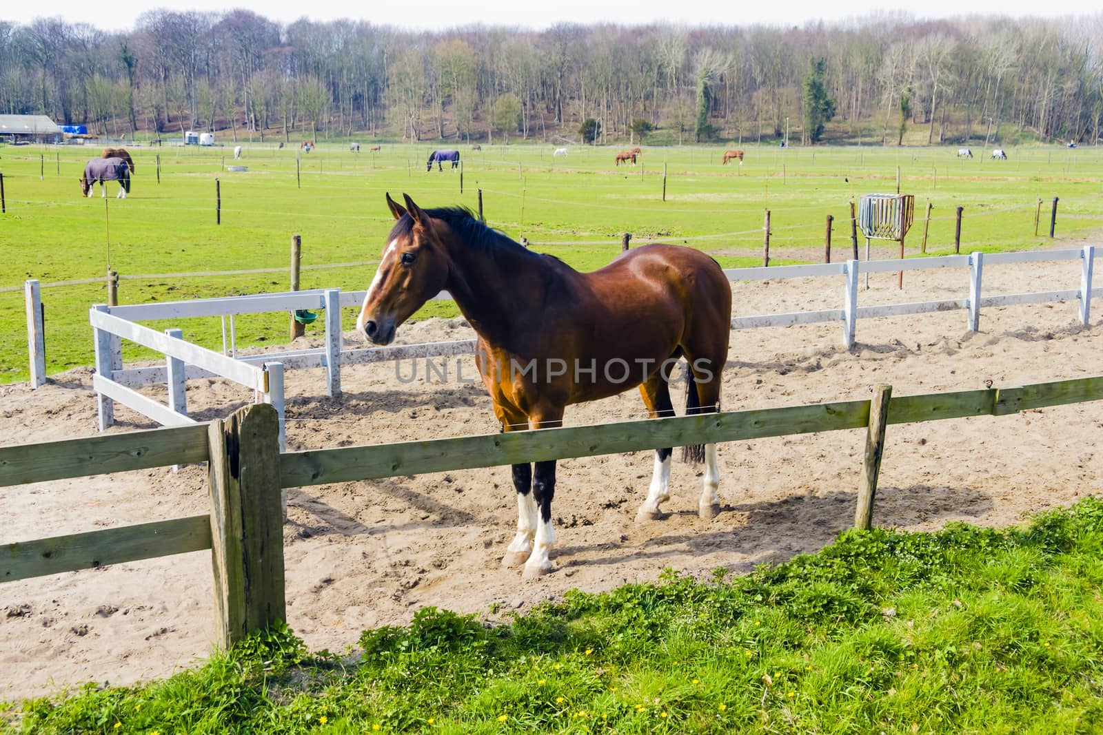 Beautiful bay horse behind a farm fence