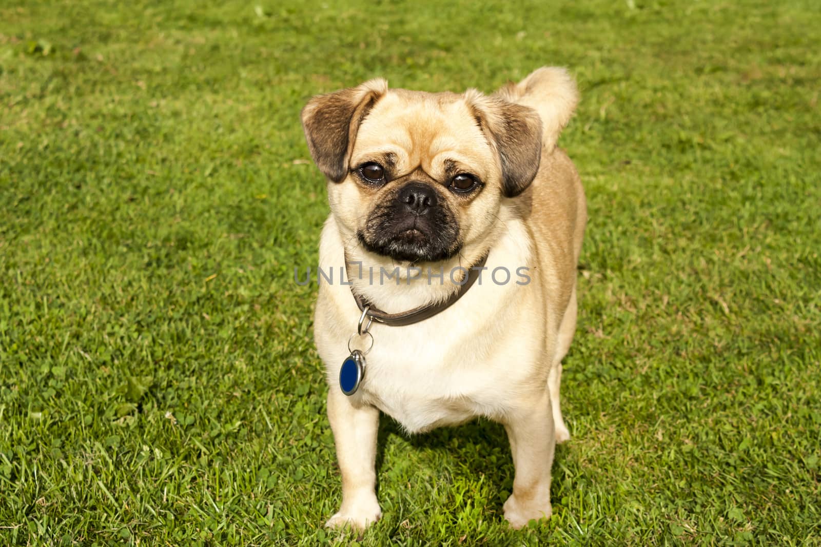 Dog Pug on green grass in a park