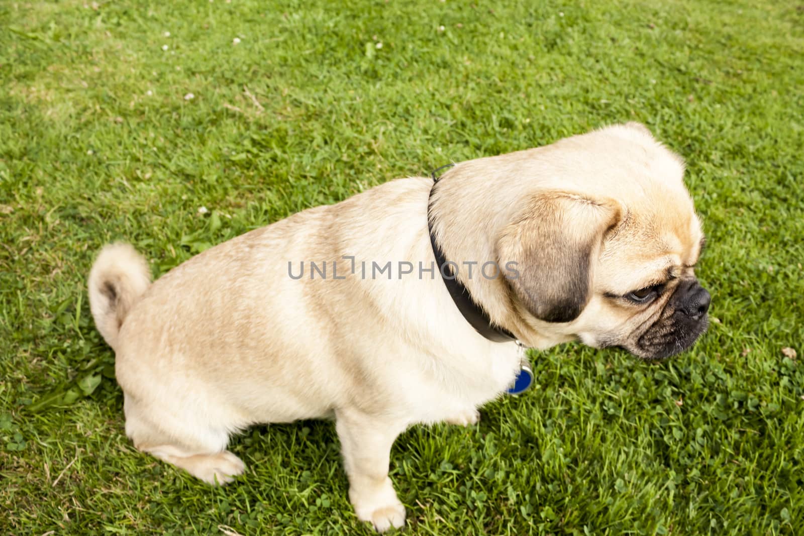 Dog Pug on green grass in a park