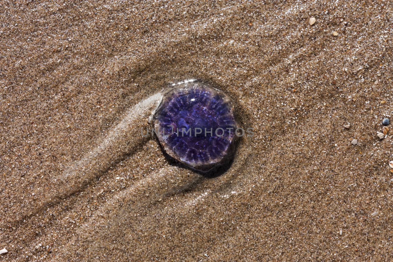 blue jellyfish on the sandy beach by Tetyana