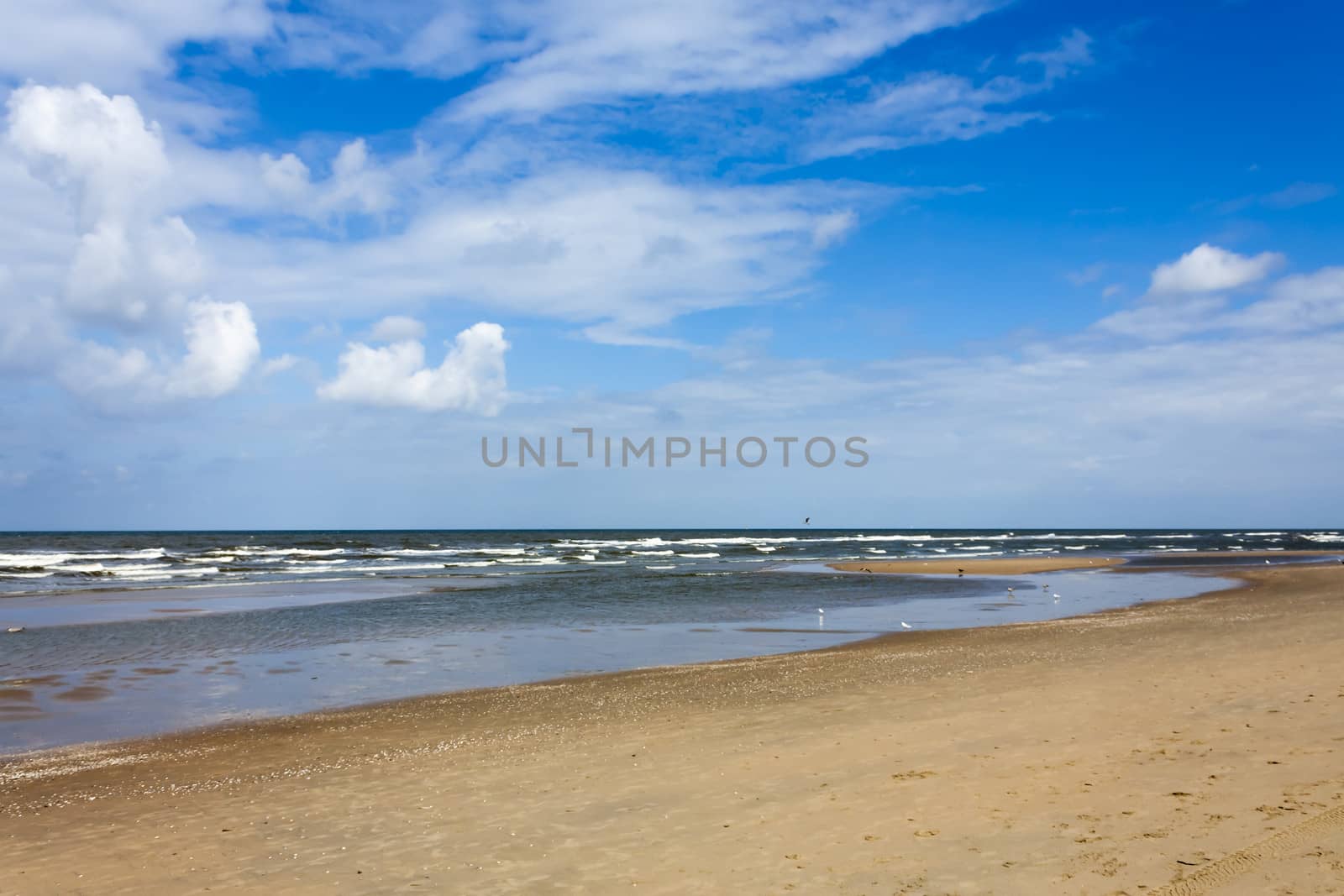 blue jellyfish on the sandy beach by Tetyana