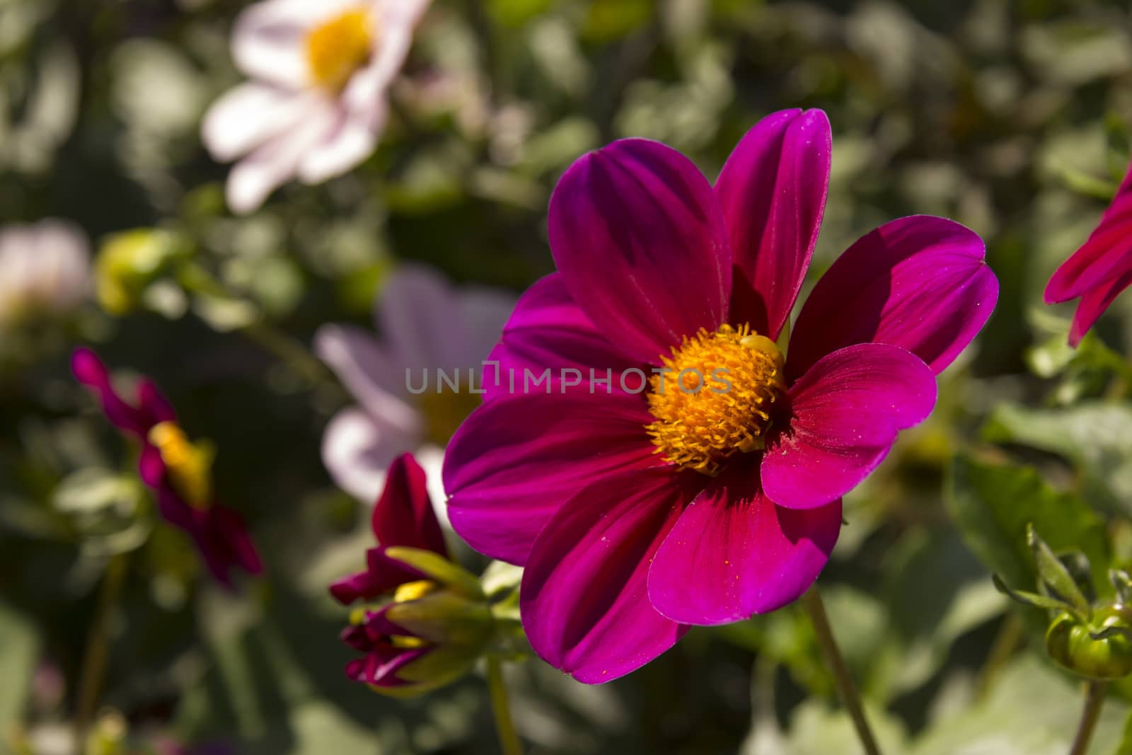 Beautiful colorful flower garden with various flowers