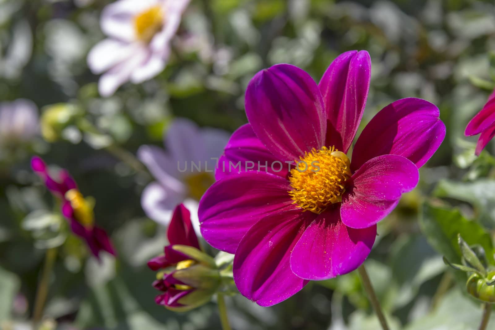 Beautiful colorful flower garden with various flowers