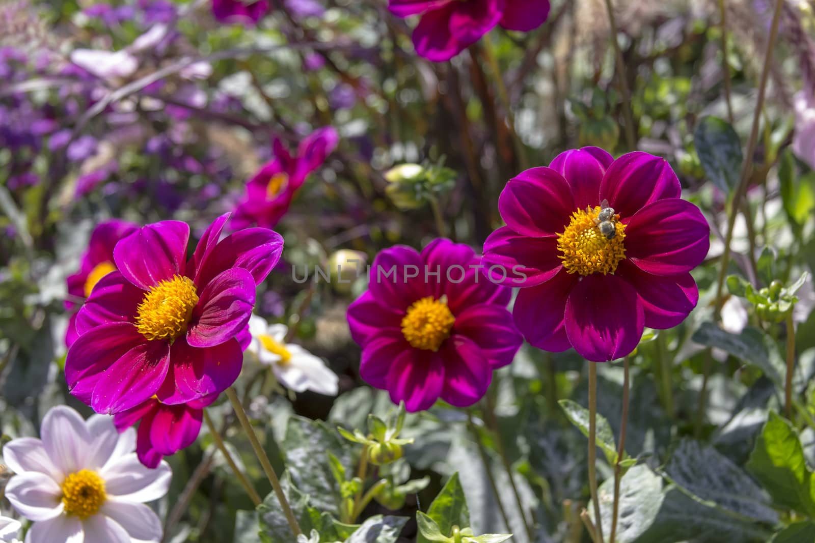 Beautiful colorful flower garden with various flowers