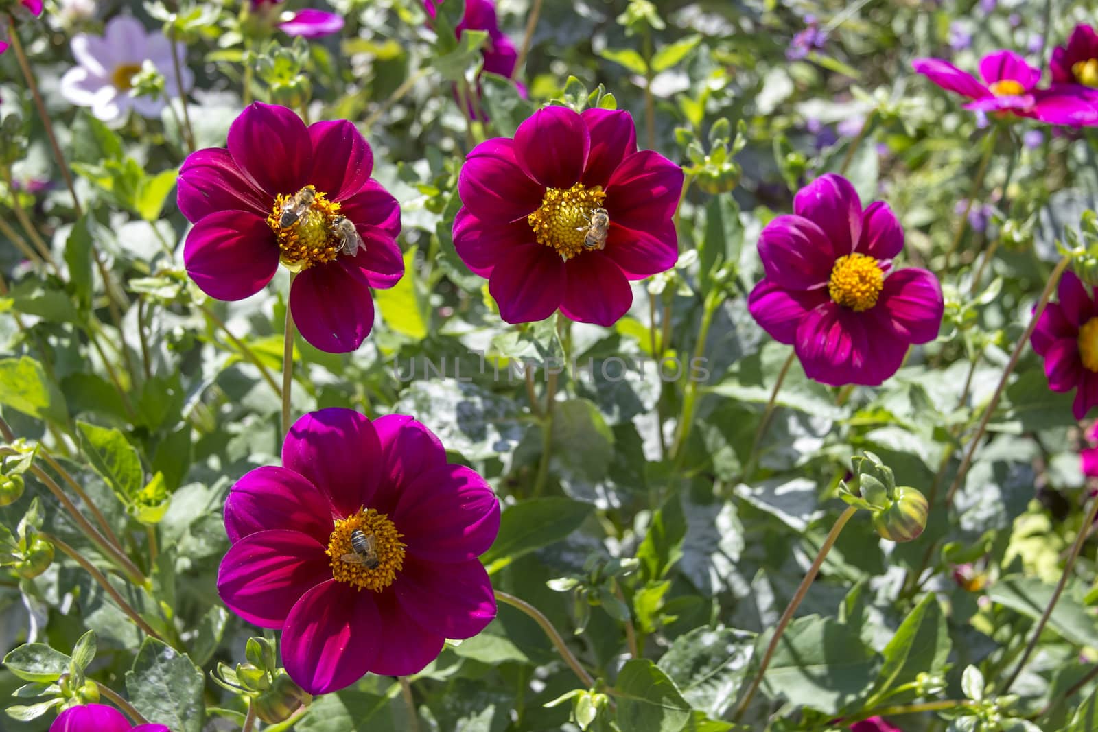 Beautiful colorful flower garden with various flowers