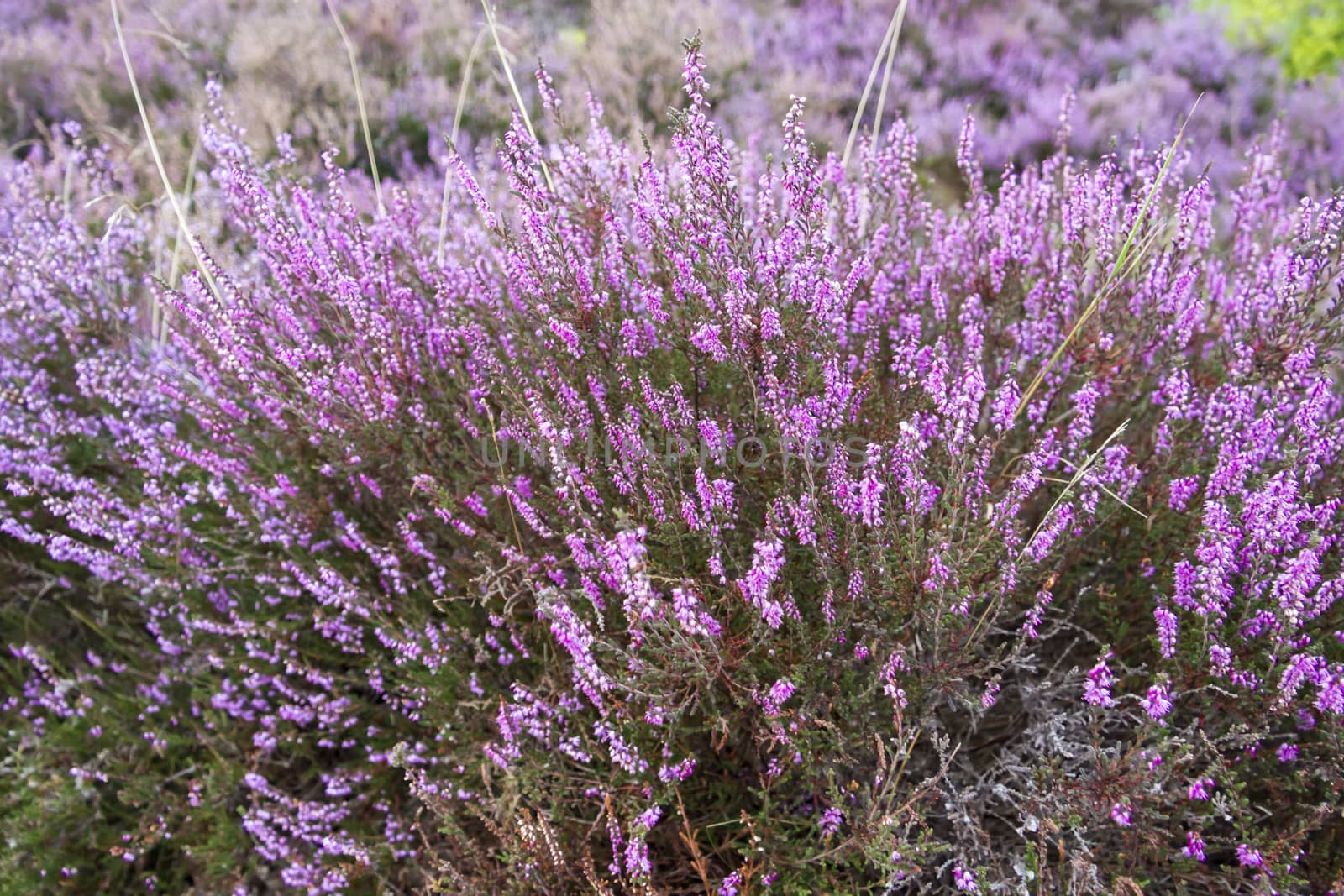 branches of a blossoming heather close up by Tetyana