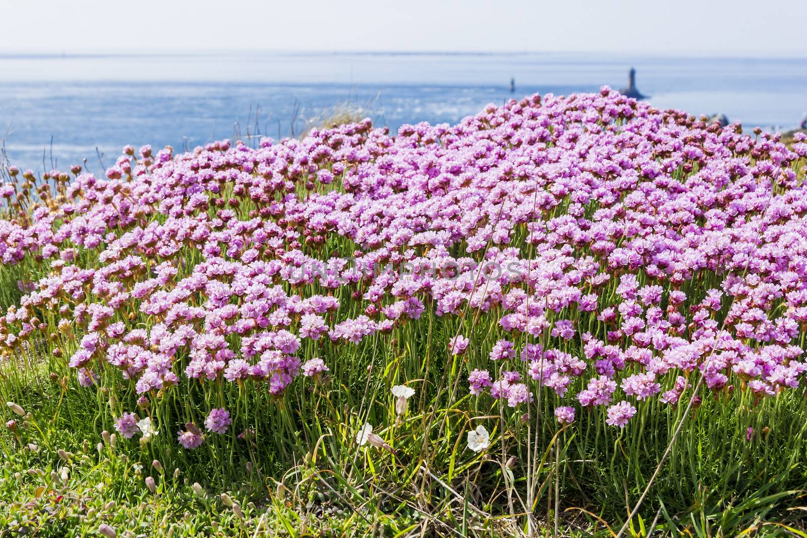 field of wildflowers at Cape Ra, (Pointe du Raz), westernmost France point