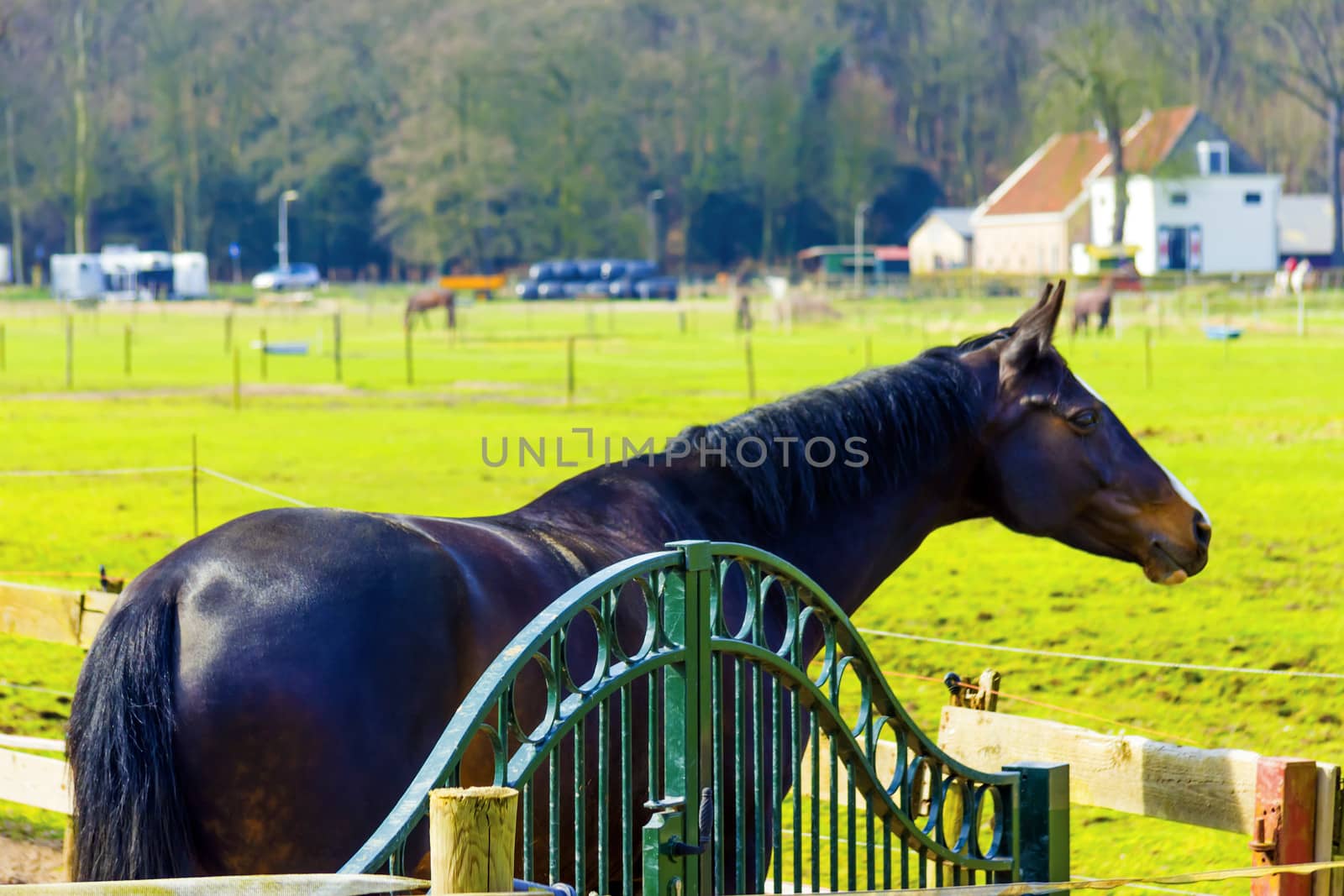 Beautiful bay horse behind a farm fence by Tetyana