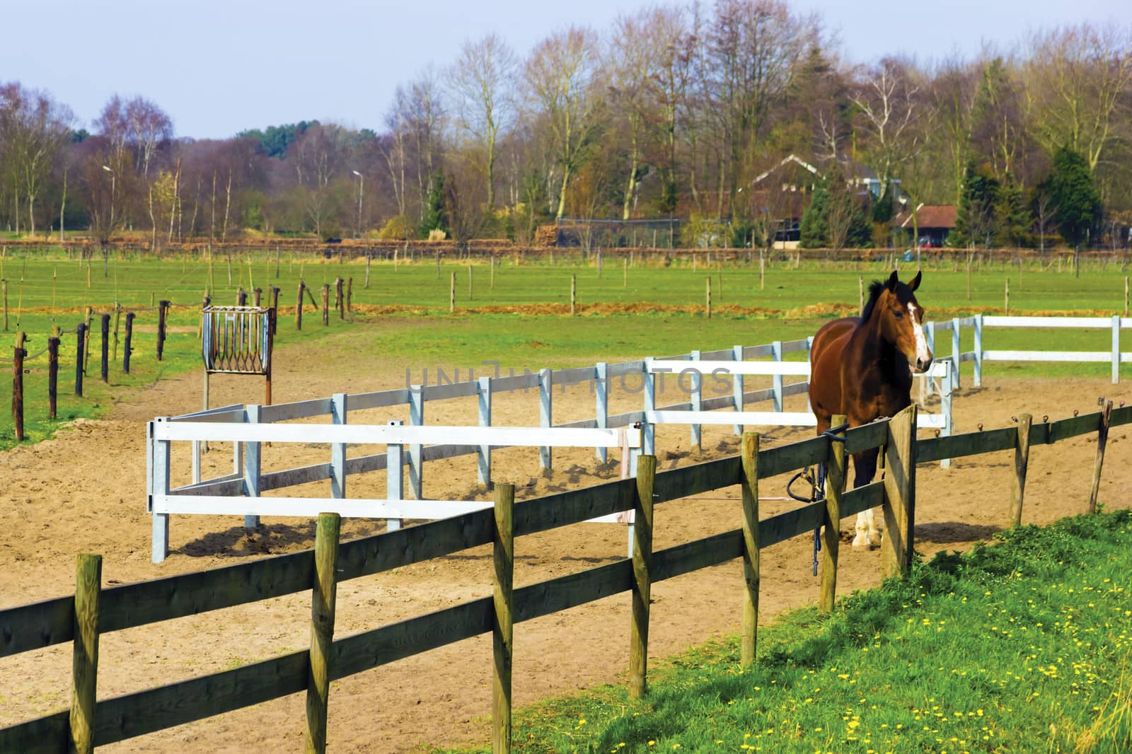 A horse farm with horse standing along the fence and the house in the background.