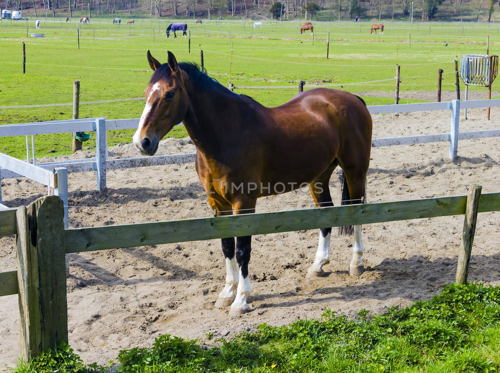 Beautiful bay horse behind a farm fence by Tetyana