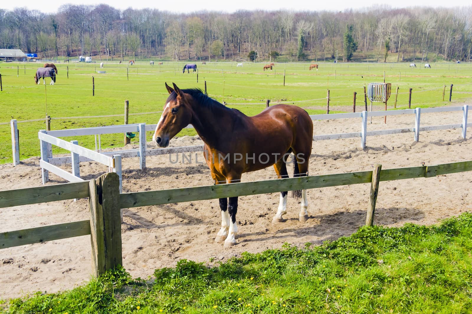 Beautiful bay horse behind a farm fence by Tetyana