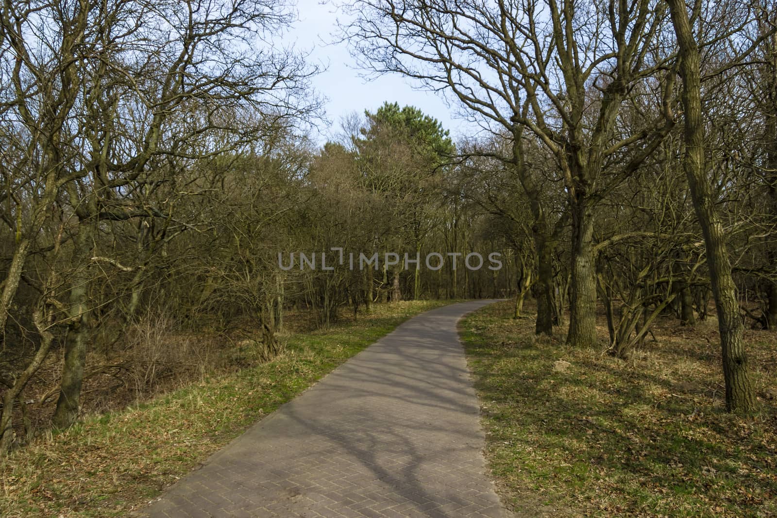 Forest trail in early spring by Tetyana