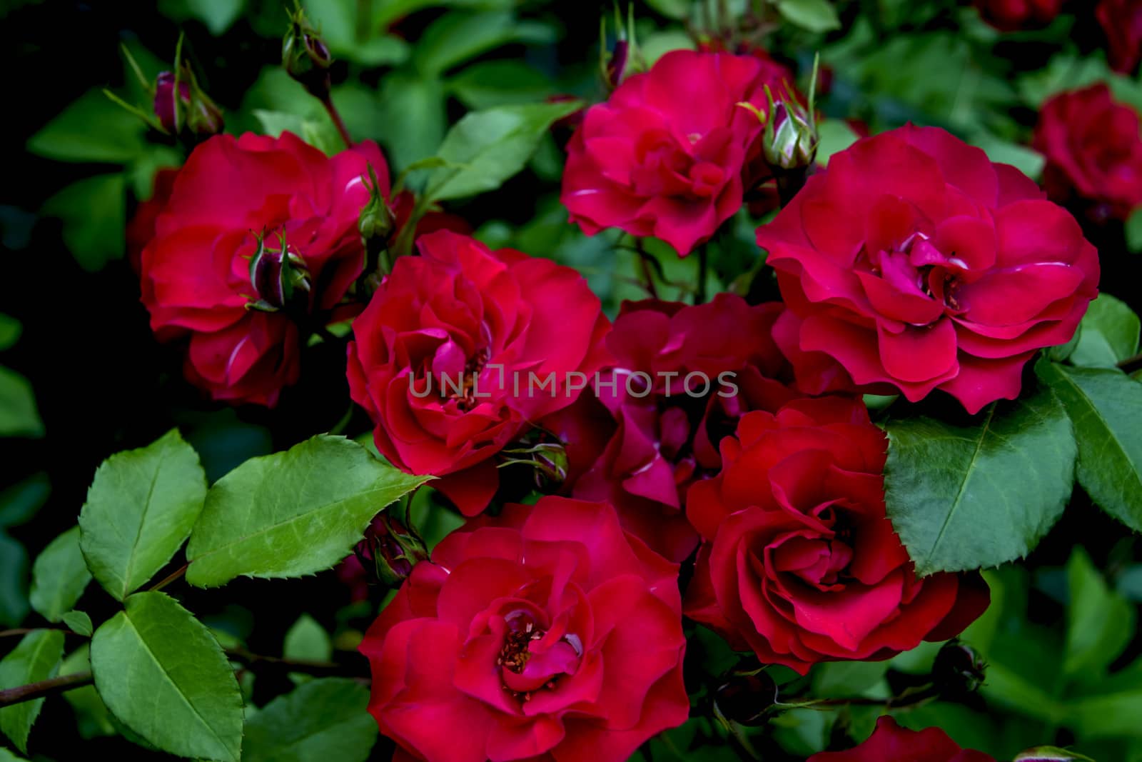 bush of red roses