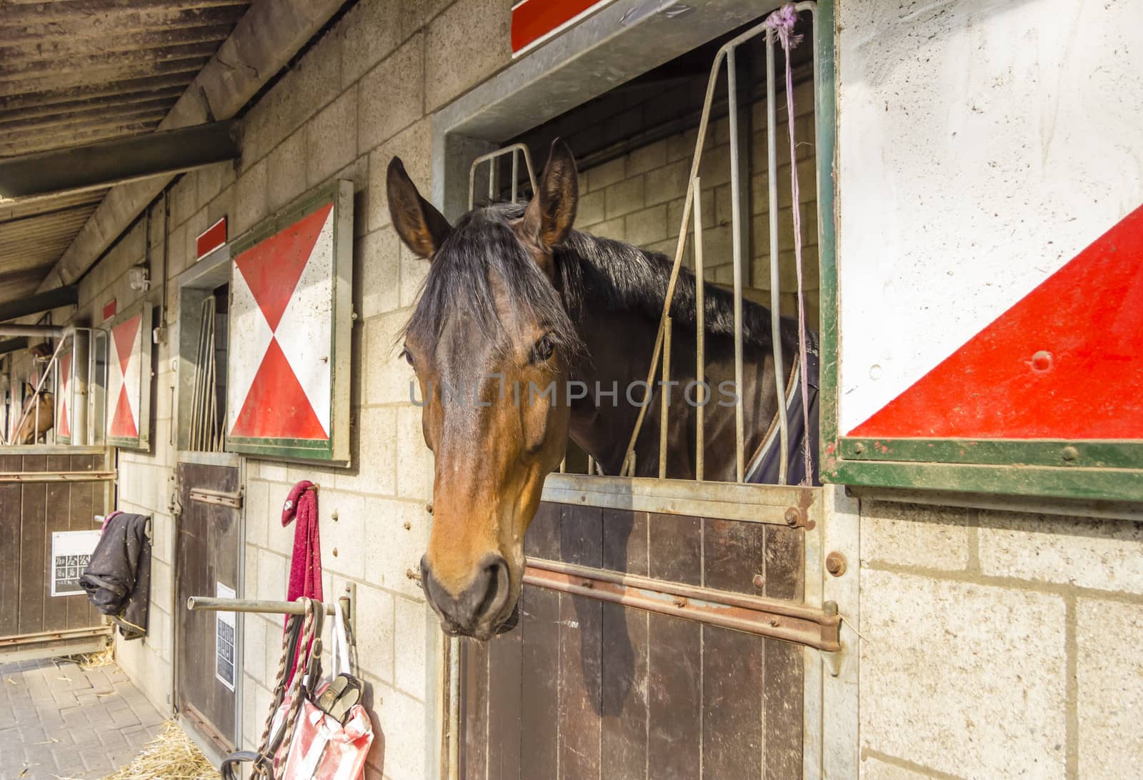 horses in their stalls by Tetyana