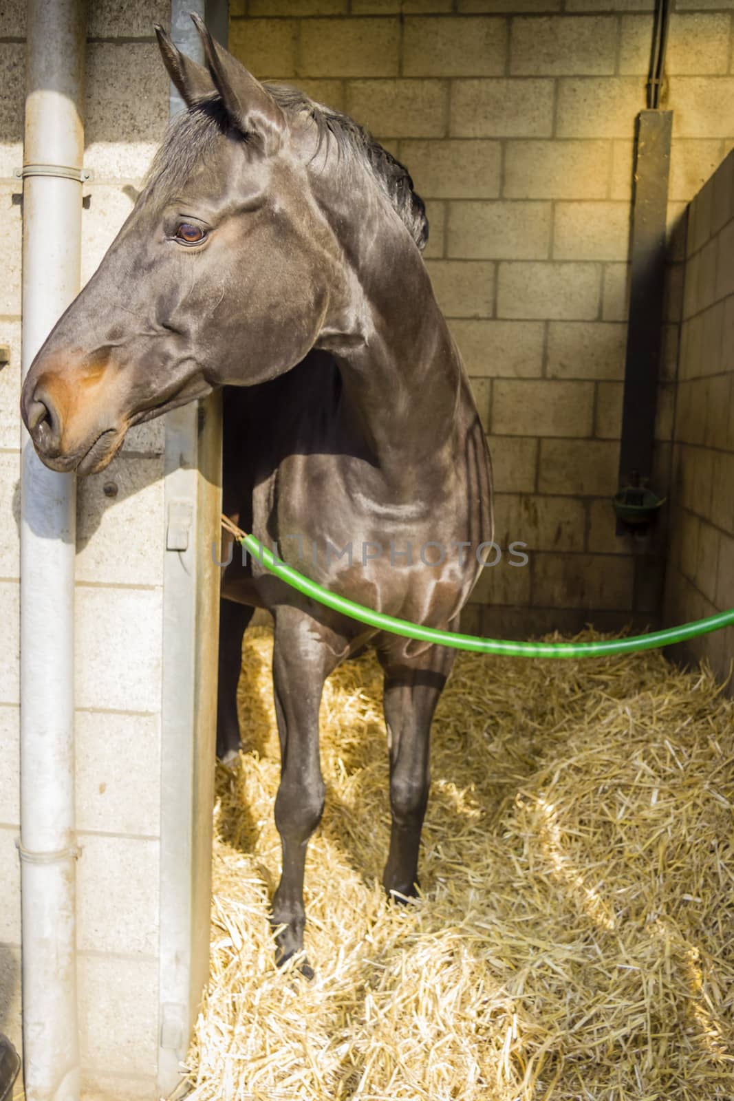 horse in its stall